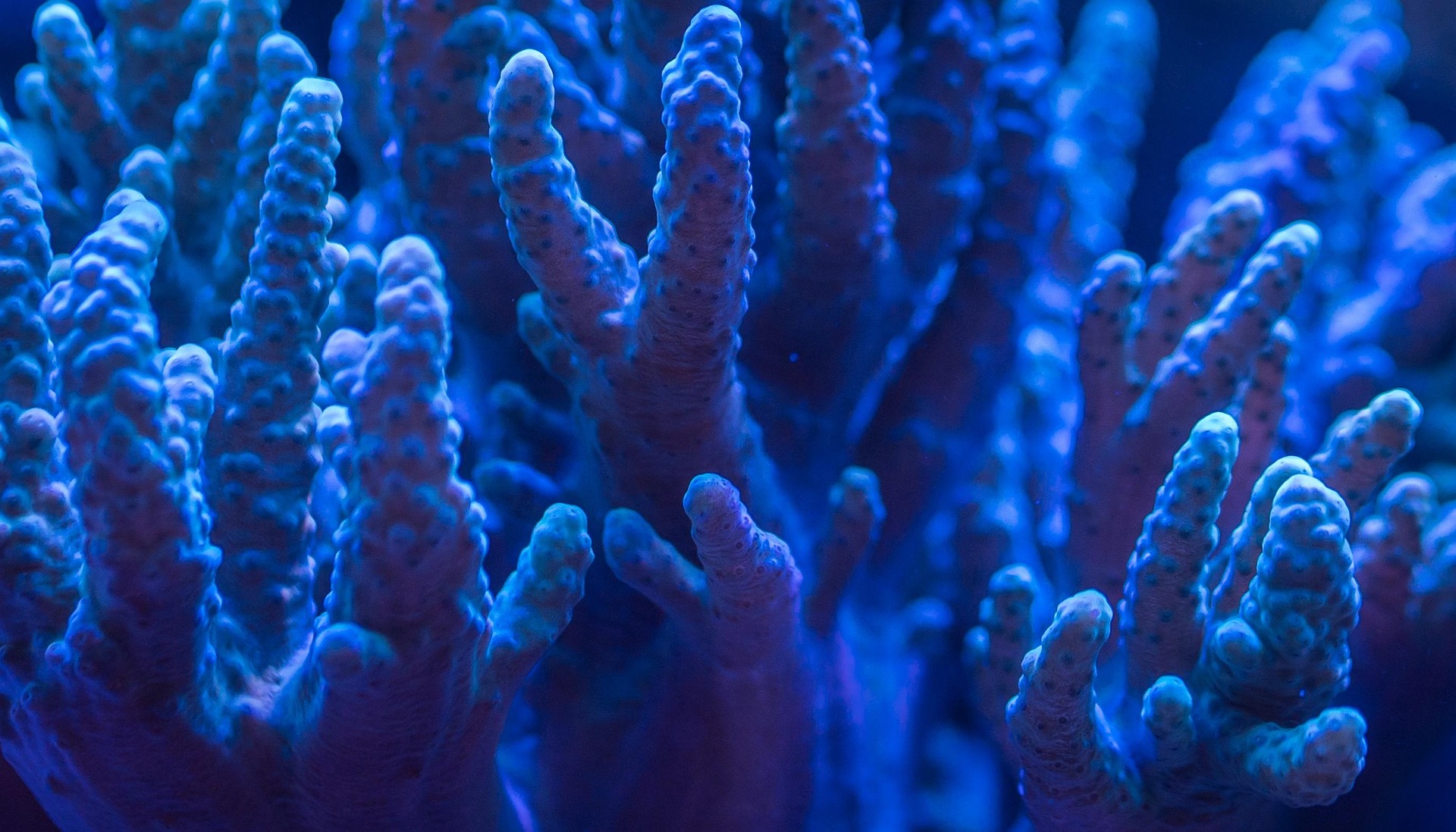 Polyp coral in an aquarium