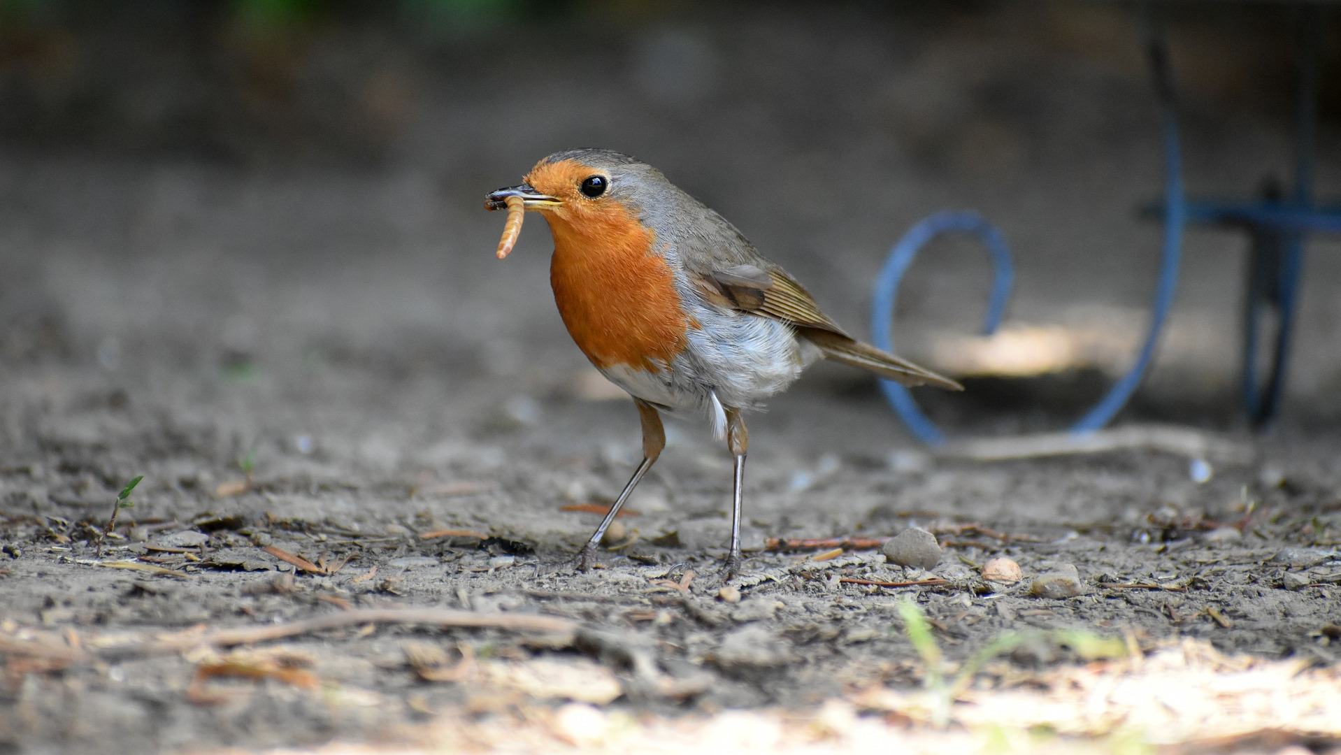 Bird with a grub in it's mouth