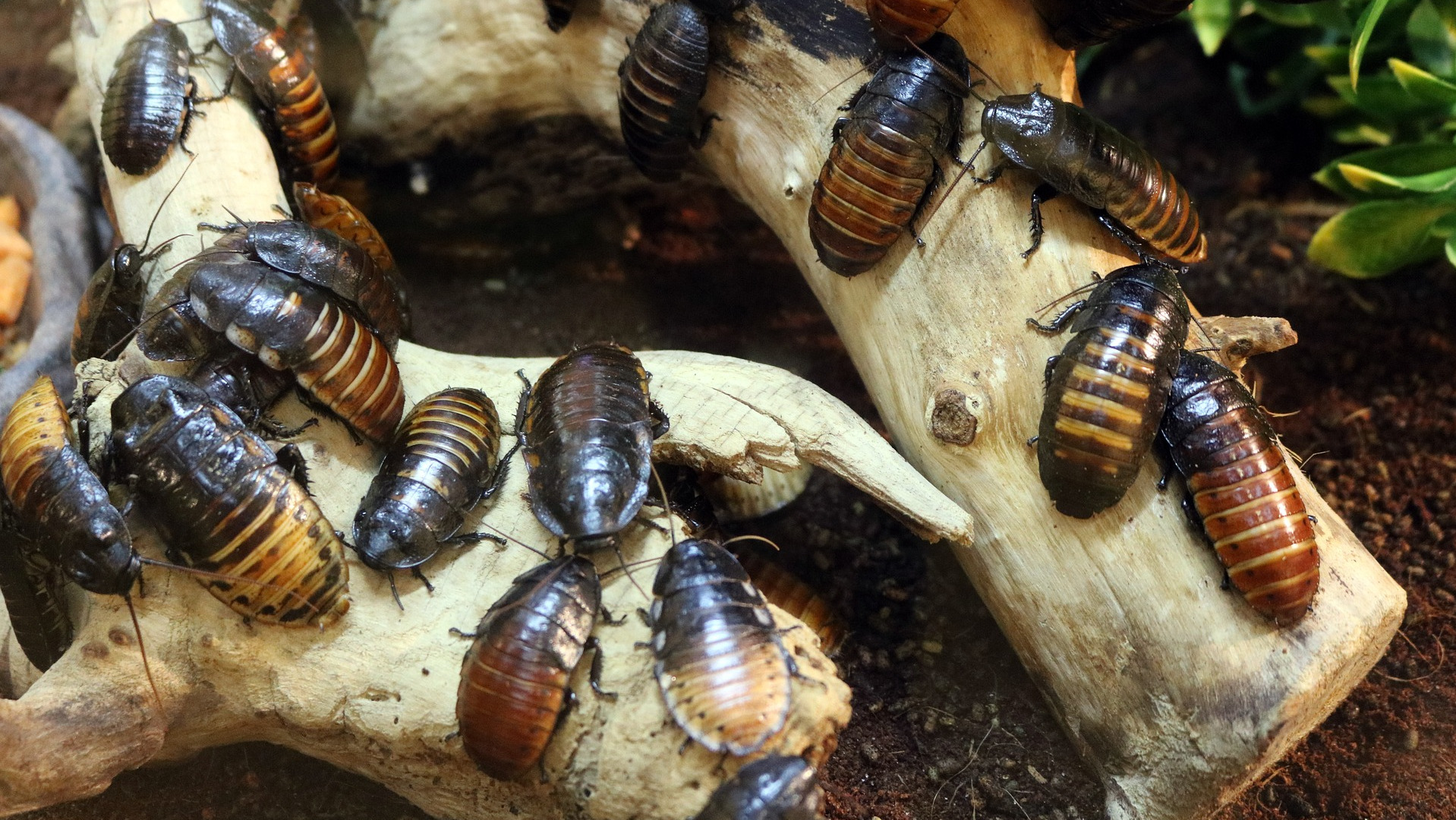 about 20 cockroaches in a terrarium