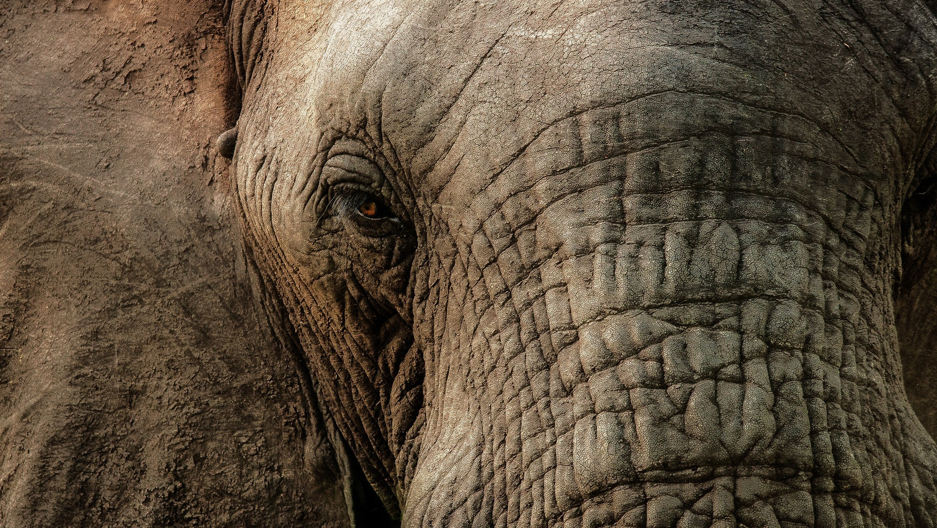 wrinkly elephant skin on face