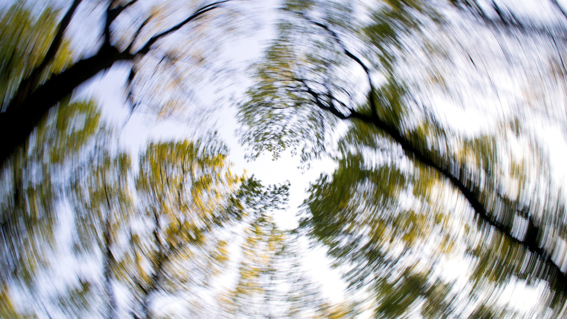 Spinning view of forest