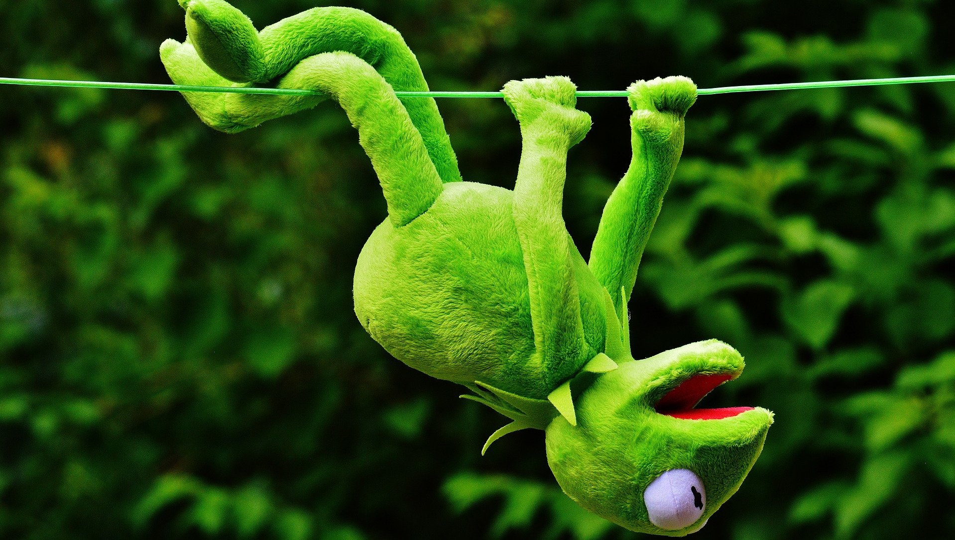 Kermit the frog hanging on clothes line