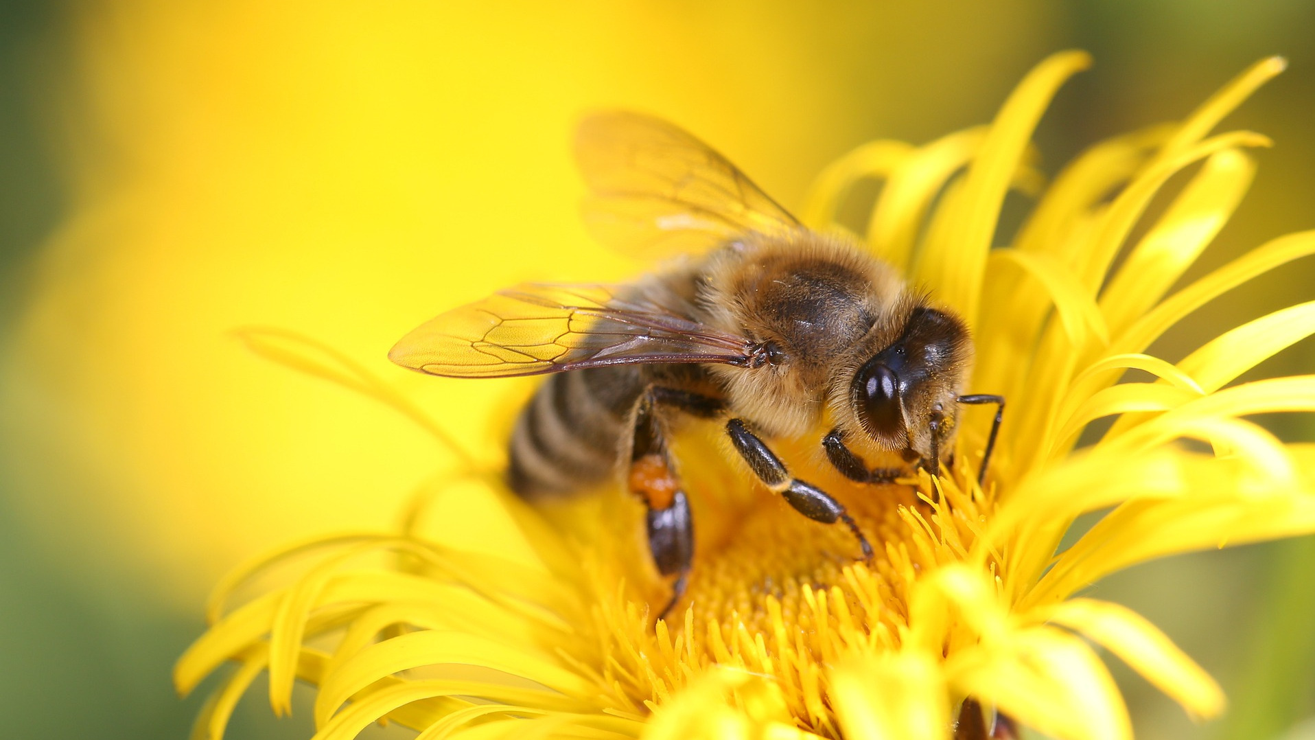 Bee on a Dandelion