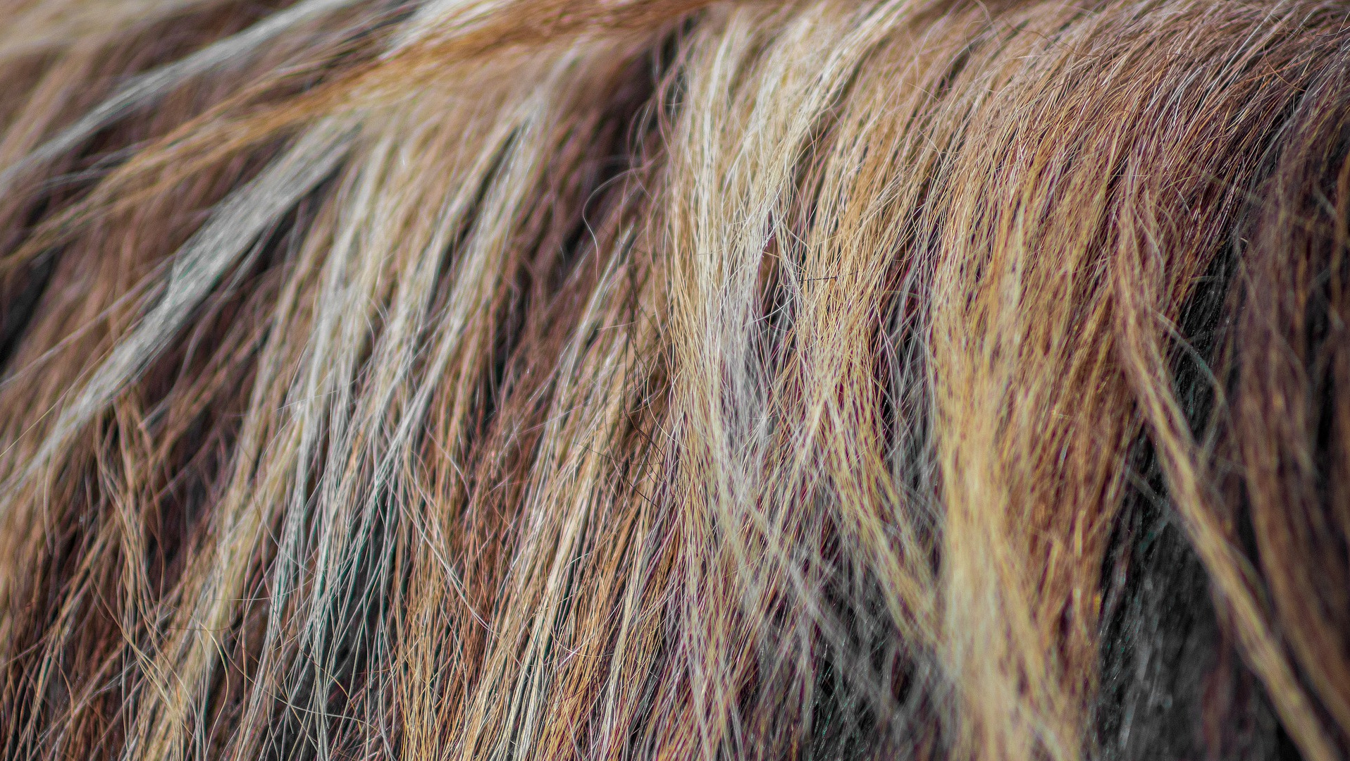 Dry and Bleached Out Horse Hair Mane