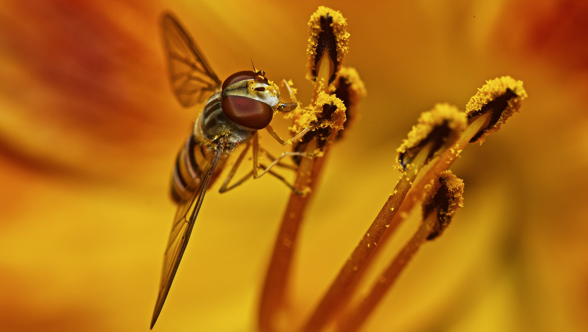 Bee on a flower loaded with pollen