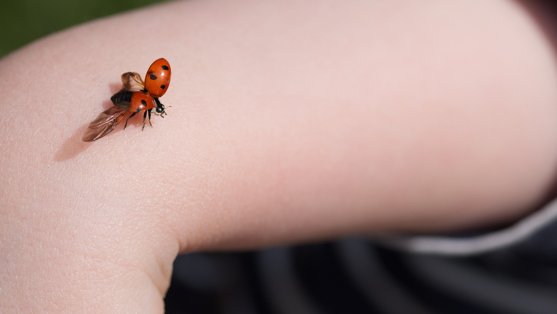 An arm with a lady bug on it.