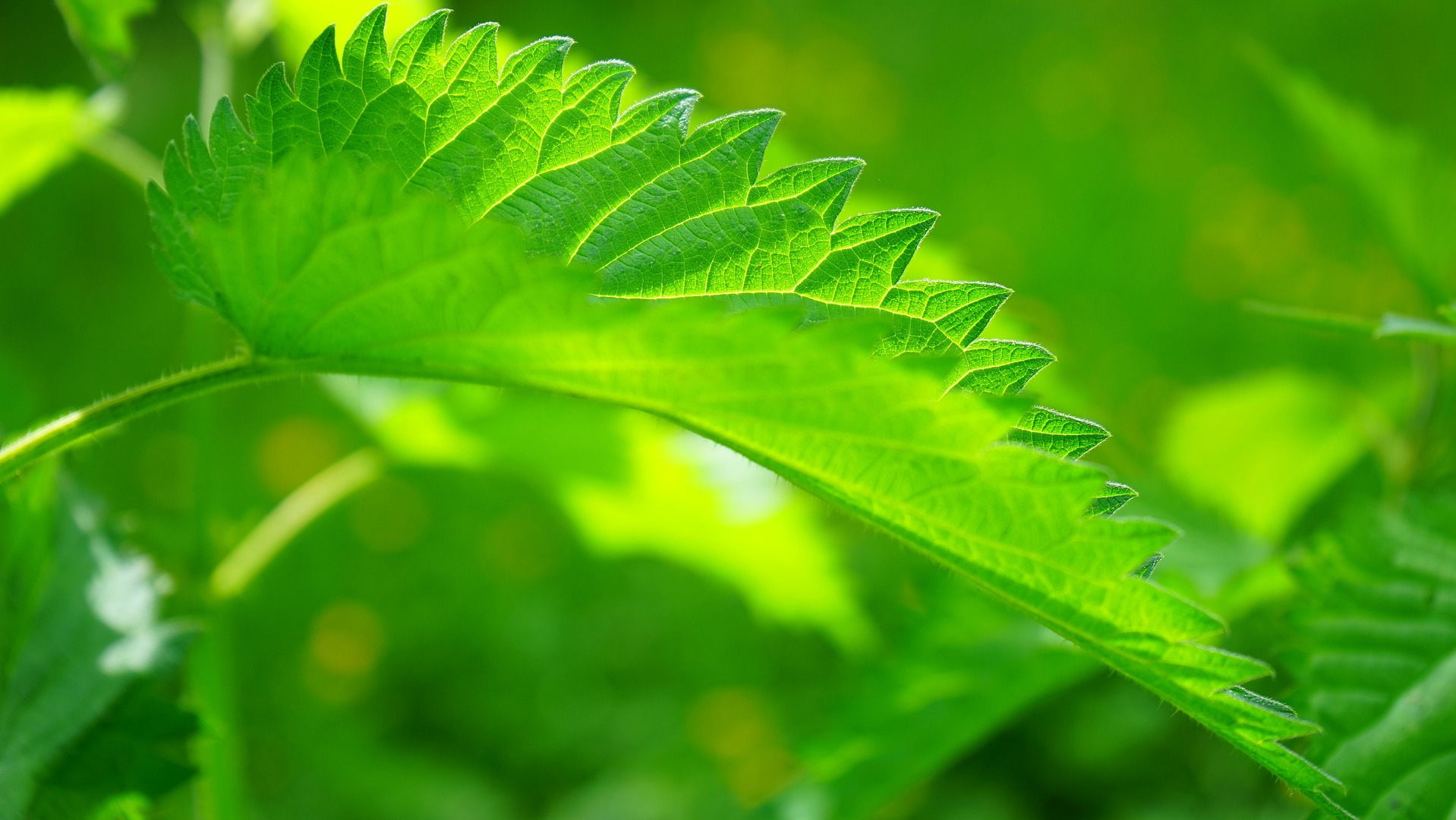 Nettle Leaves