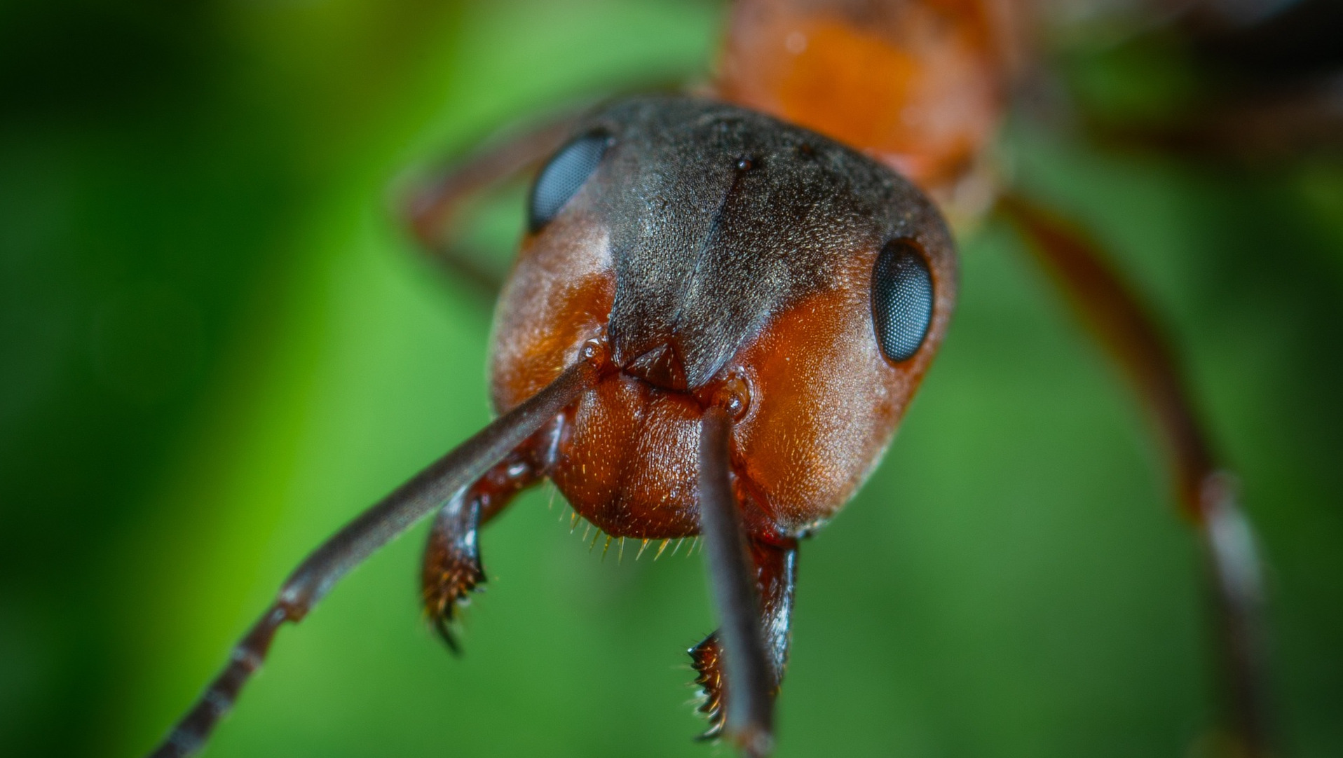 Close up of ant face