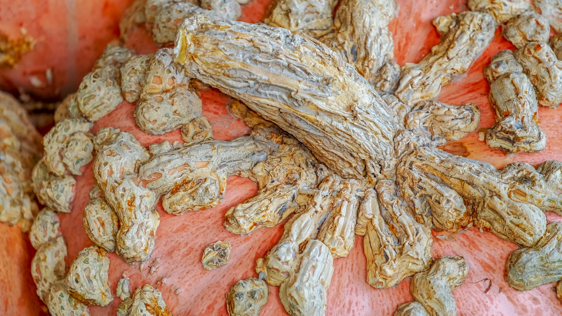 Pumpkin with warty growths