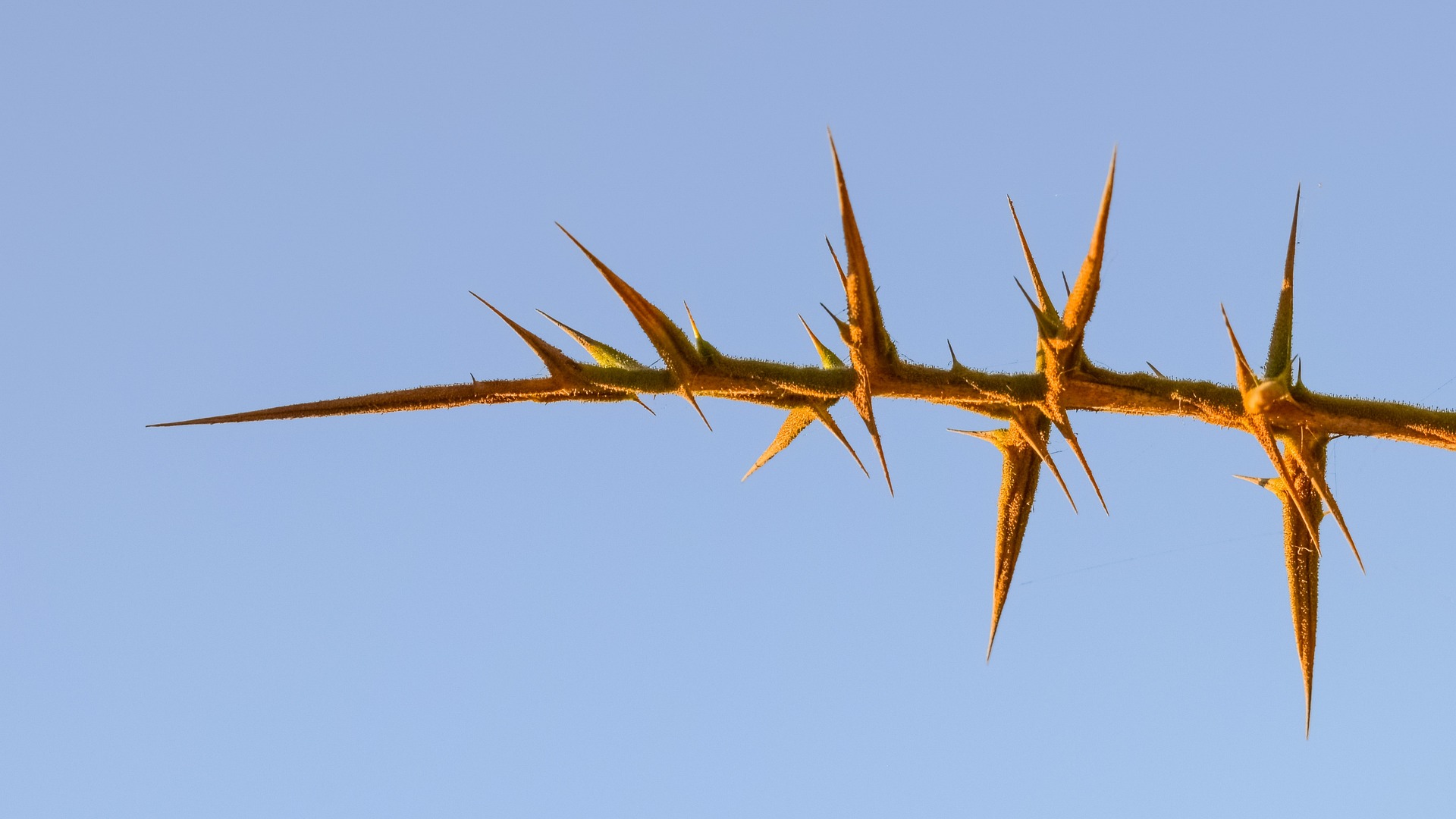 Thorns on a branch