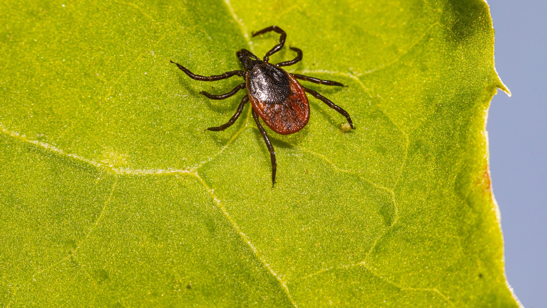 Tick on a leaf