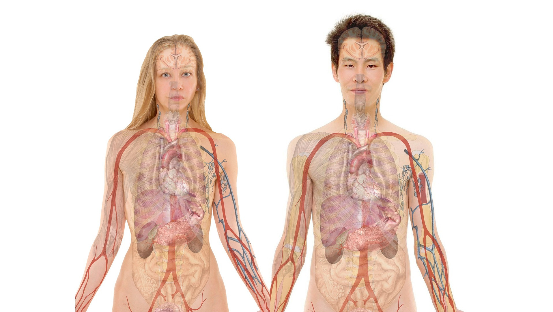 Man and Woman showing some illustrated internal anatomy