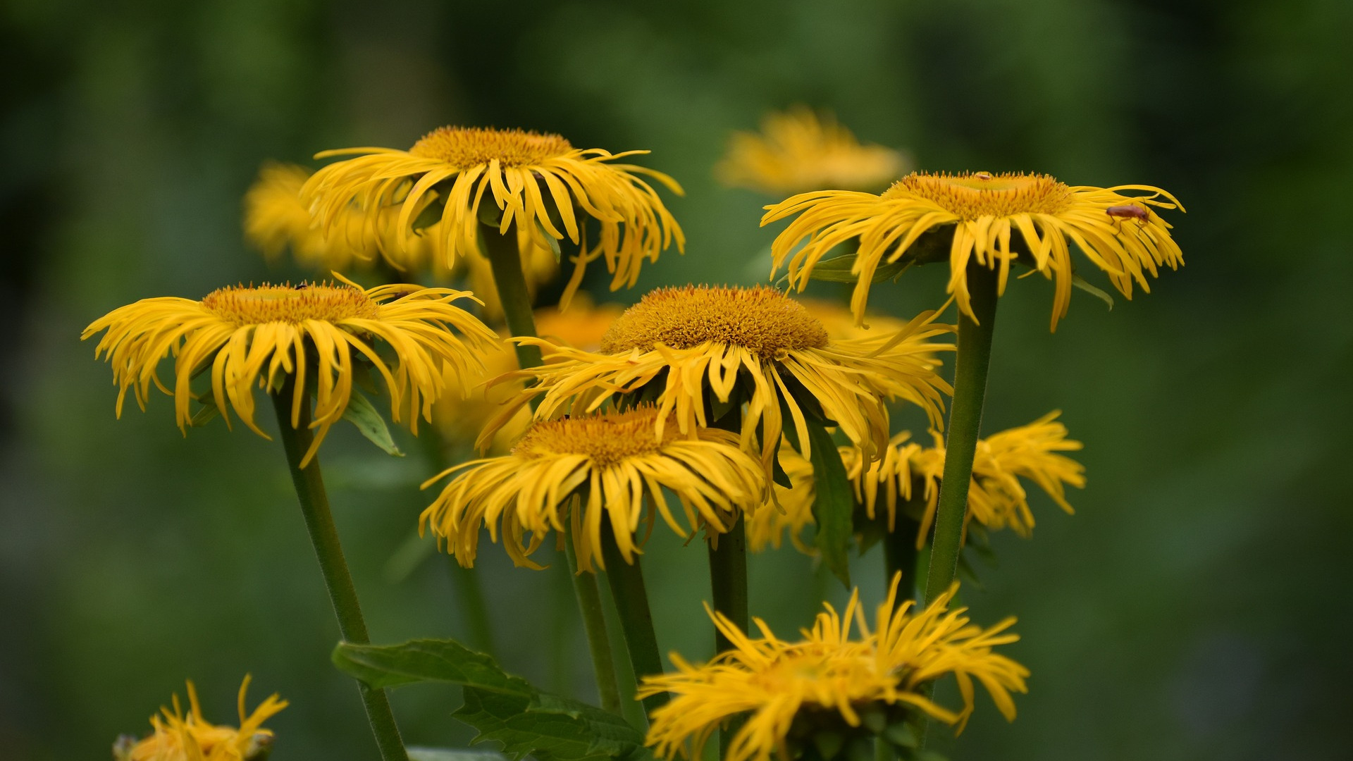 Arnica Flowers