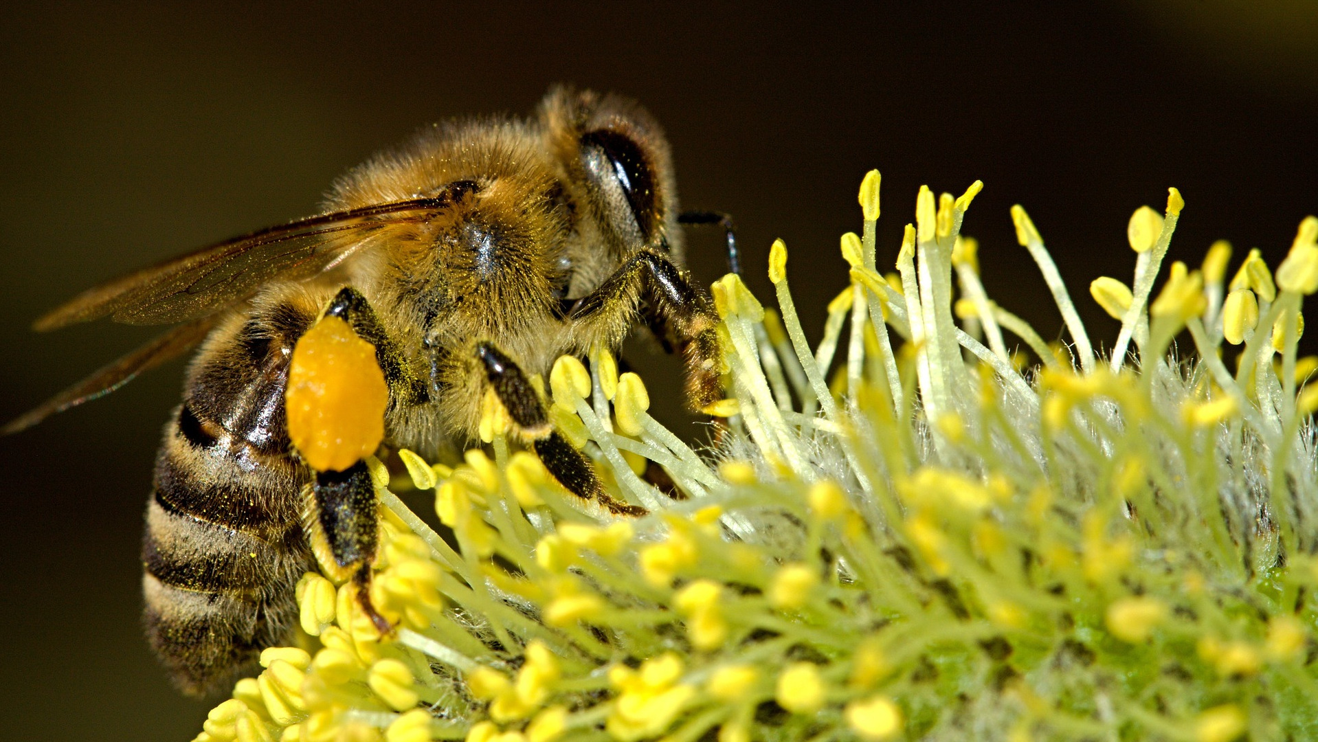 Honey Bee on a flower.