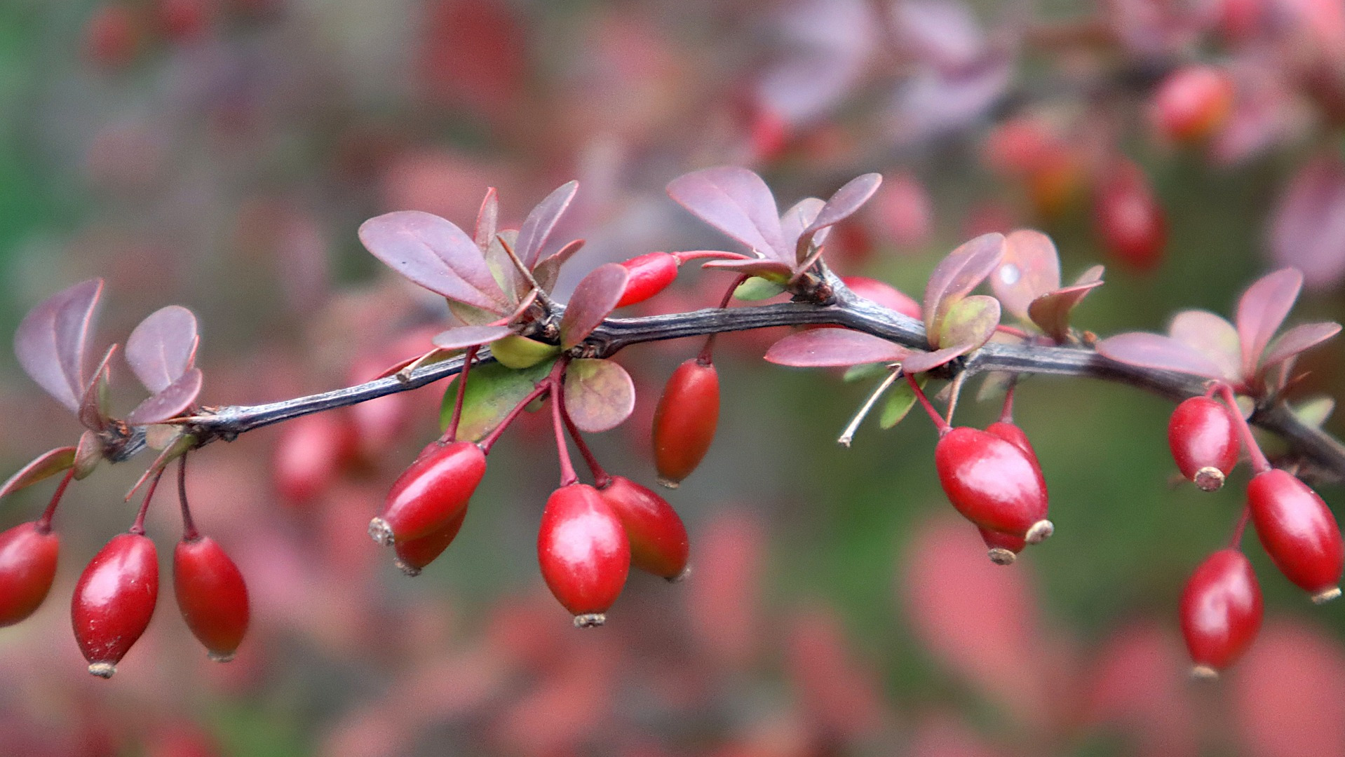 Berberis, Barberry branch and fruit.