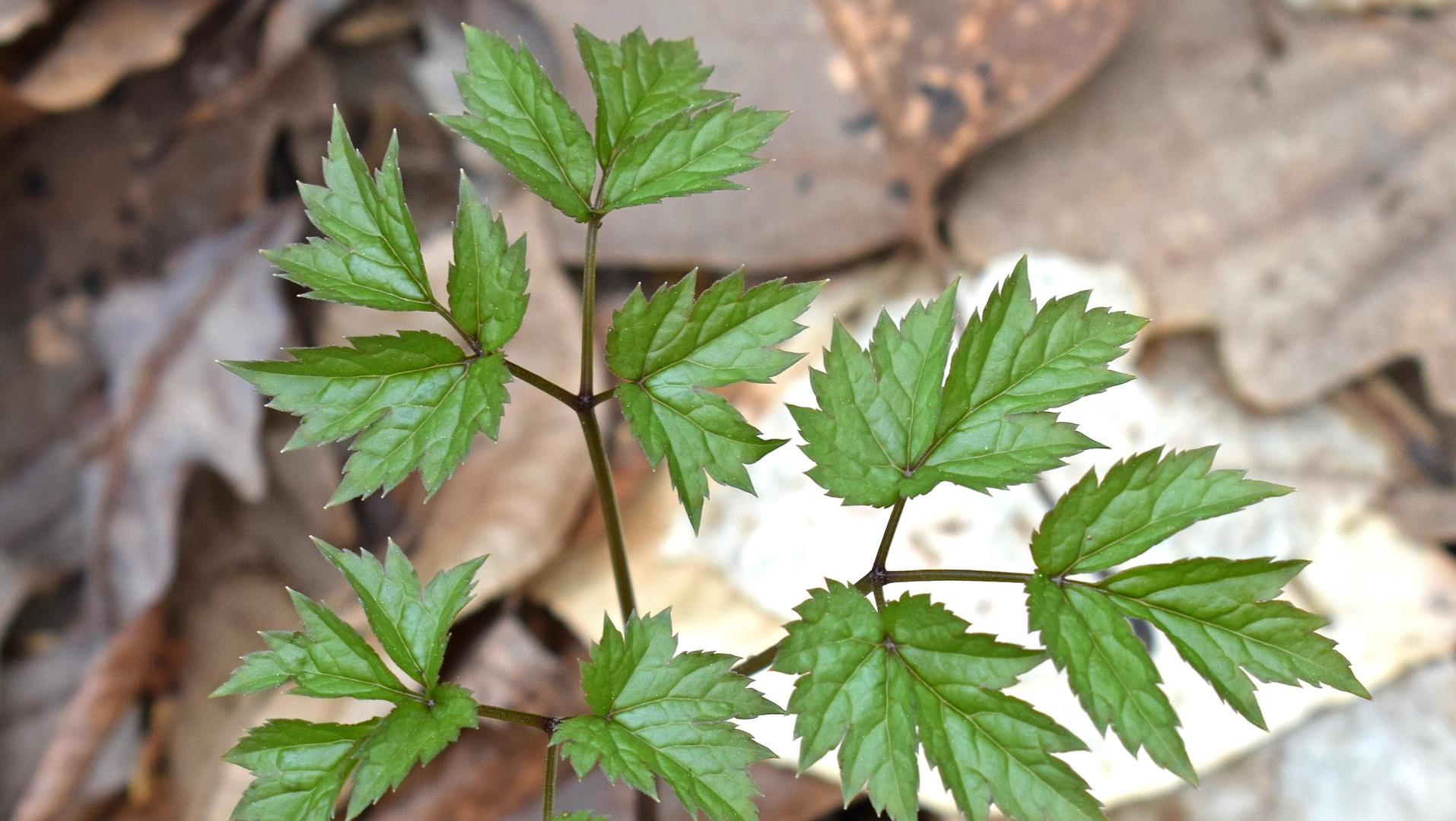 Black Cohosh Plant