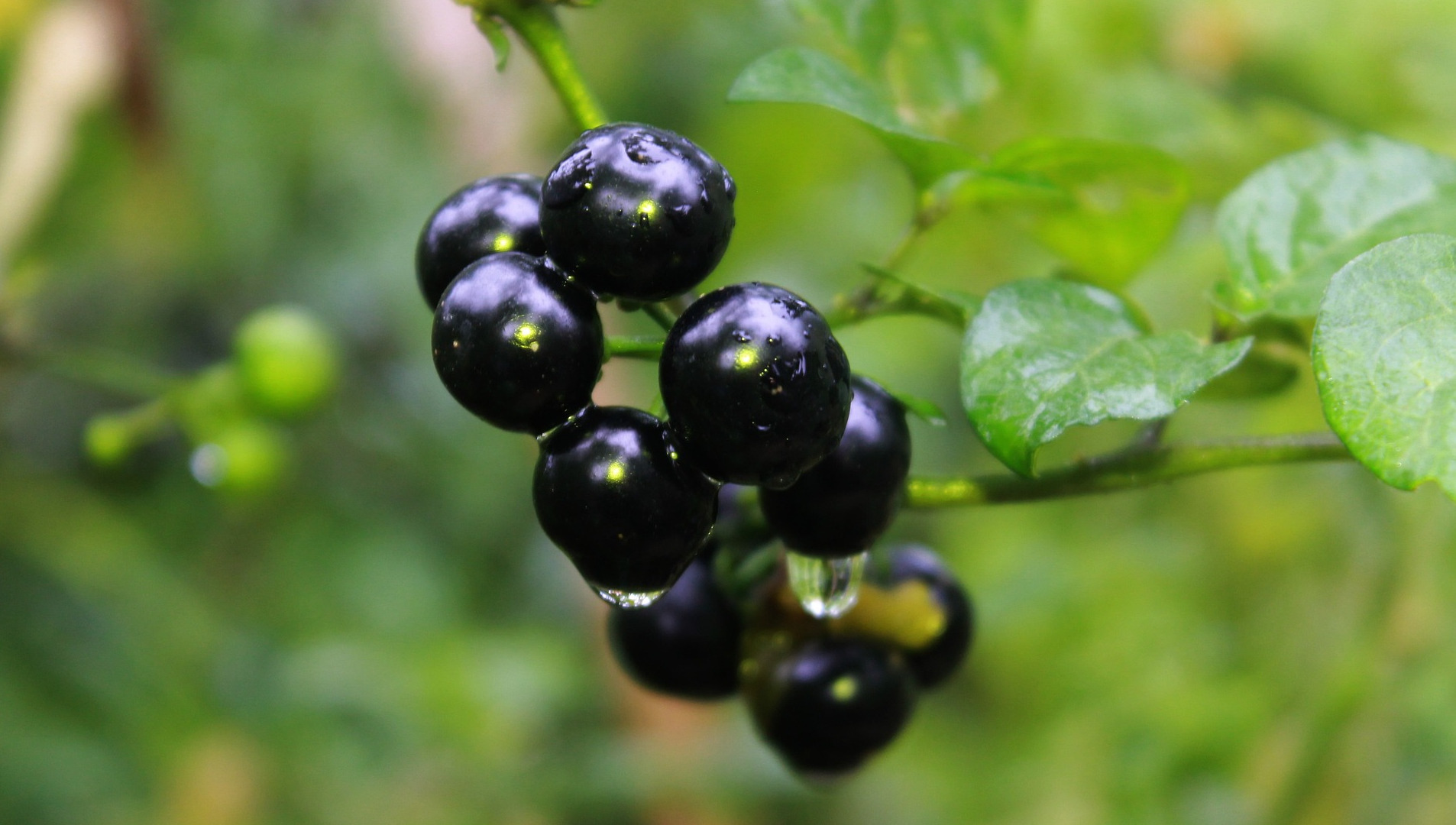 Black Nightshade