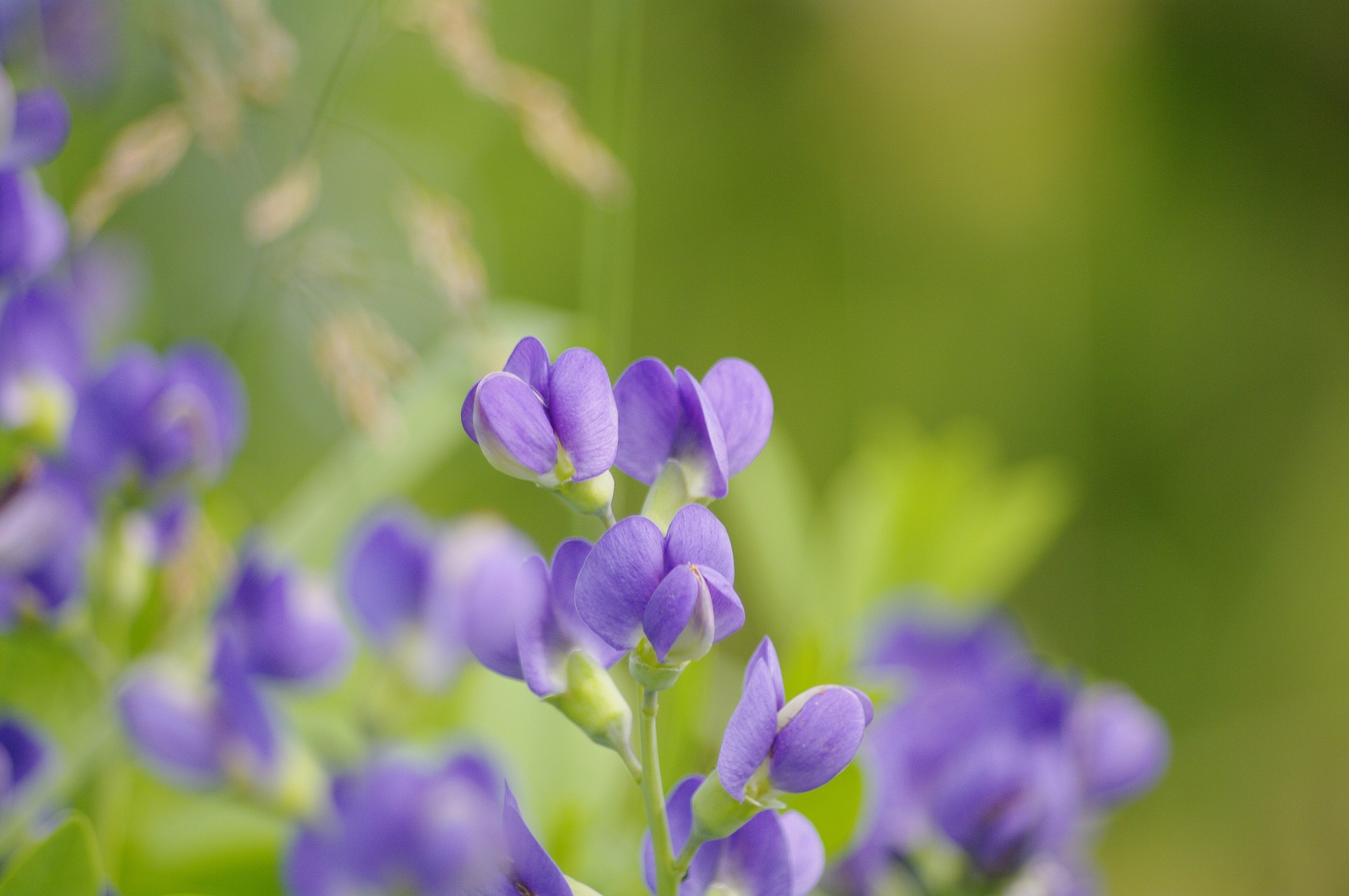 Blue False Indigo Flowers