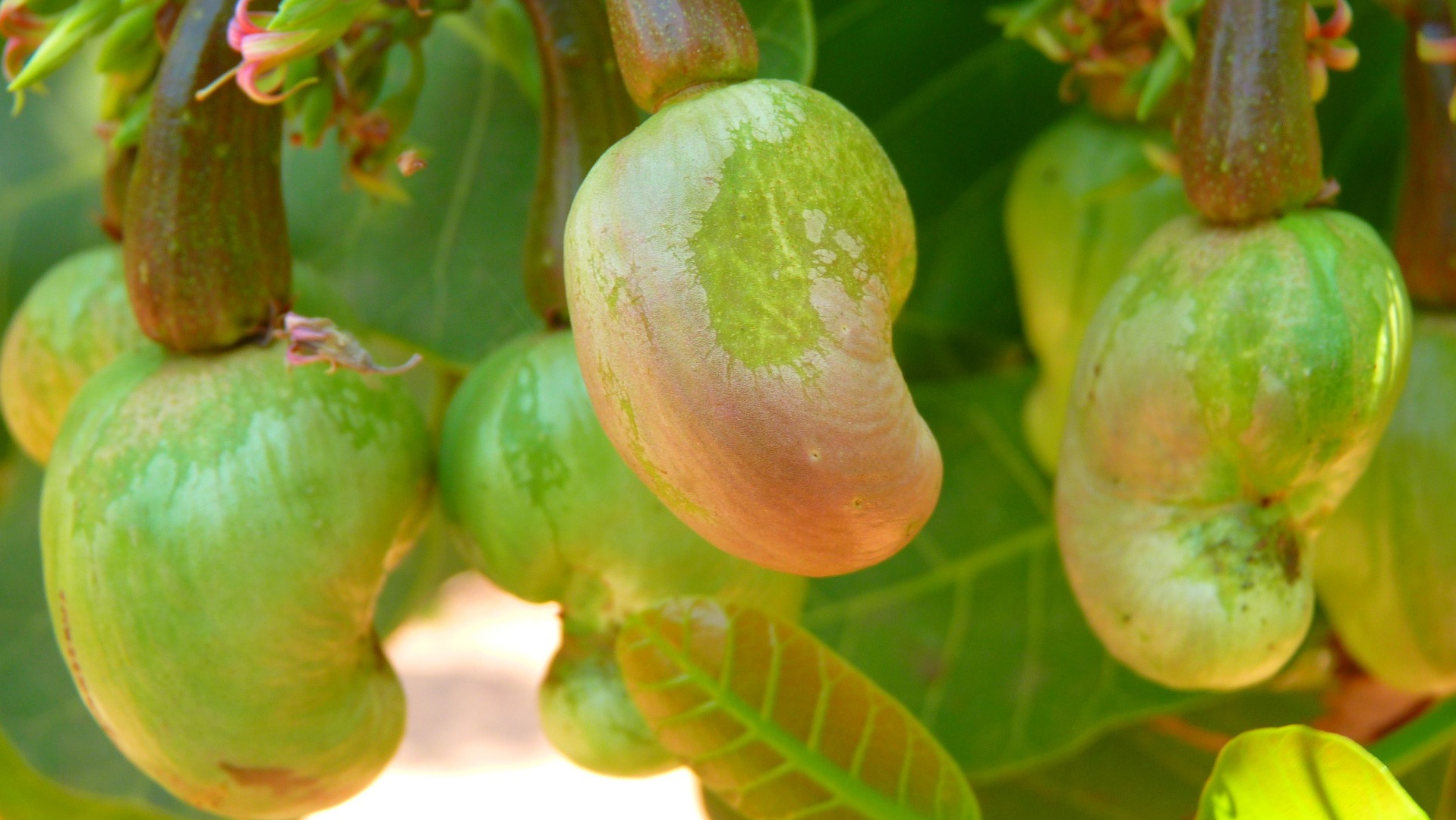 Oriental Cashew