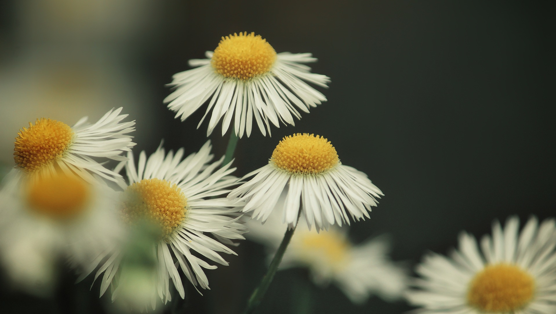 Chamomile Flowers