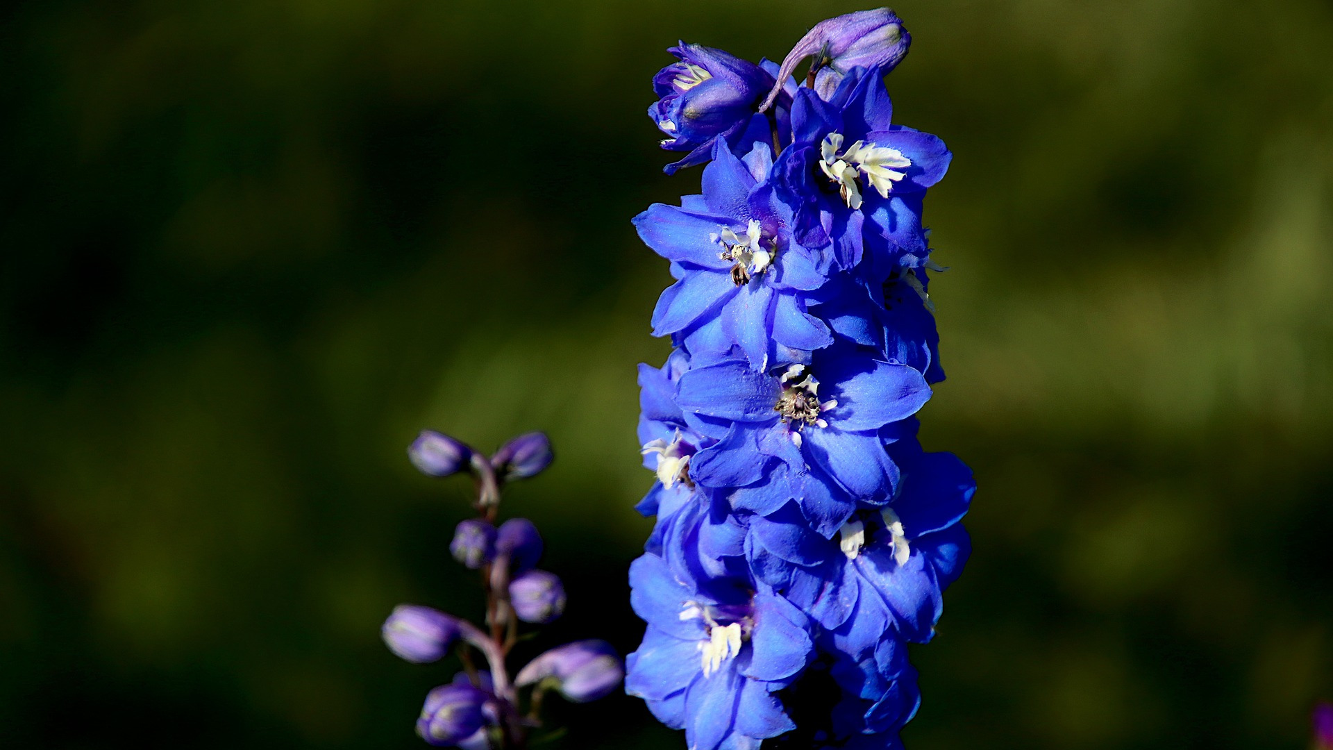 Delphinium Flower