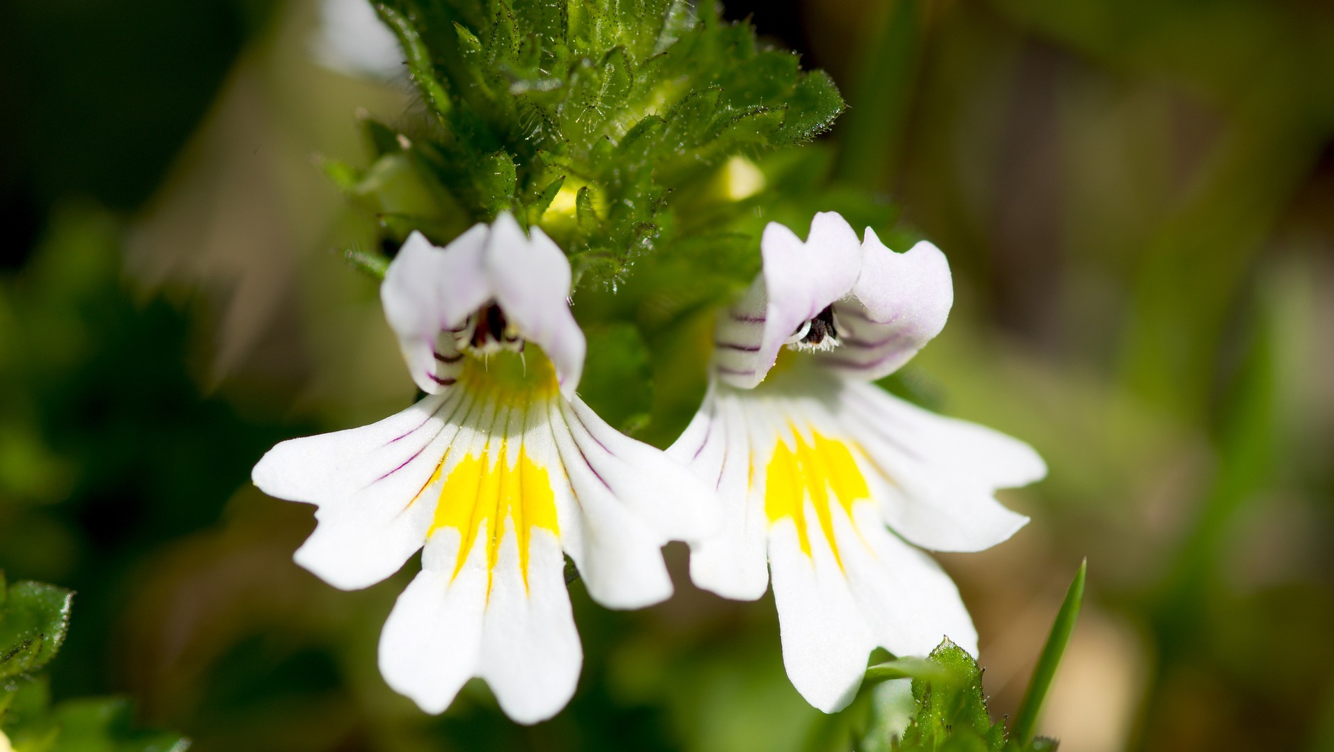 Eyebright Blossom