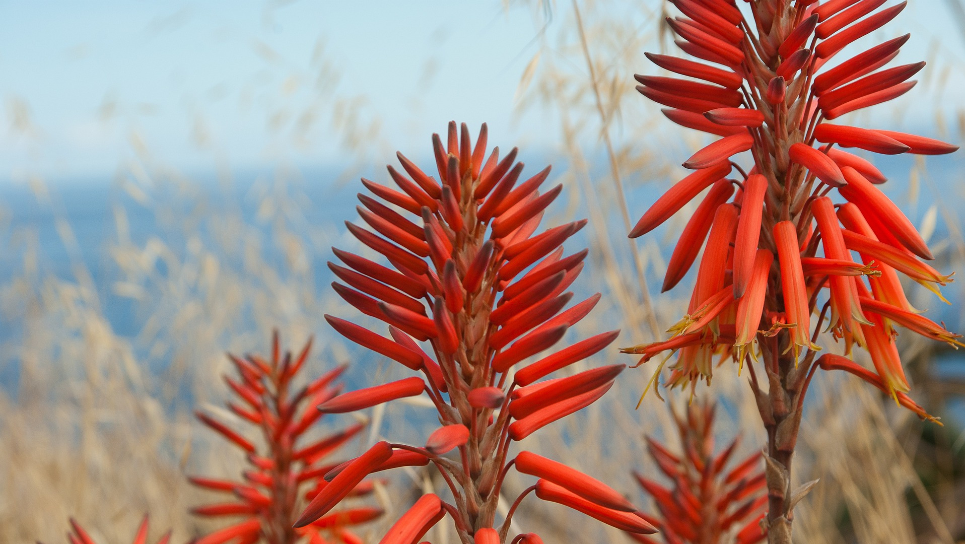 Cape Aloe Flowers