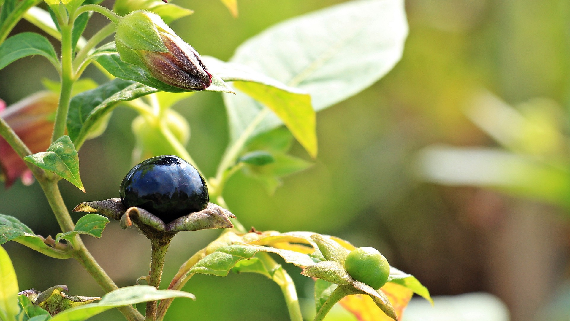 Belladonna plant