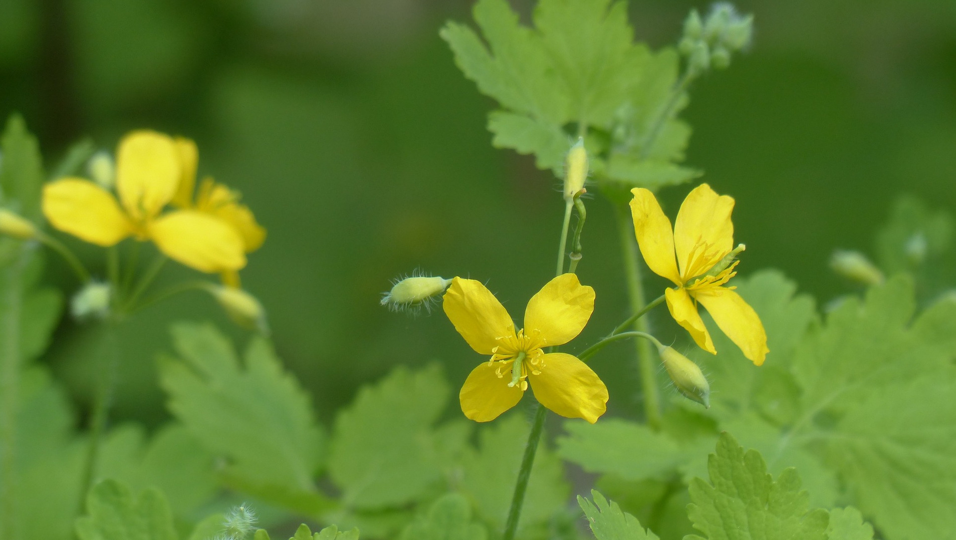 Greater Celandine Flowers