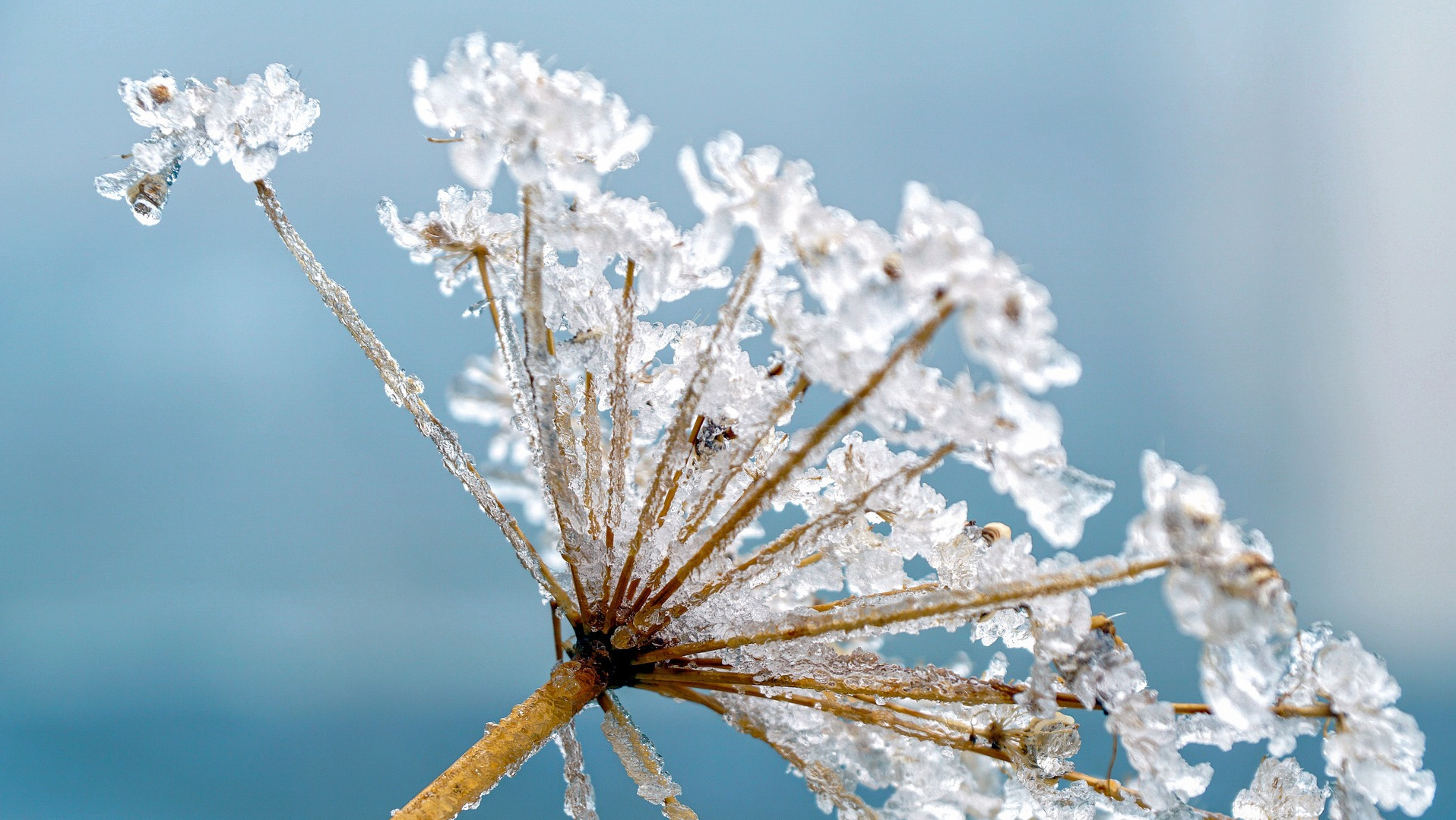 Frozen Poison Hemlock Blossom