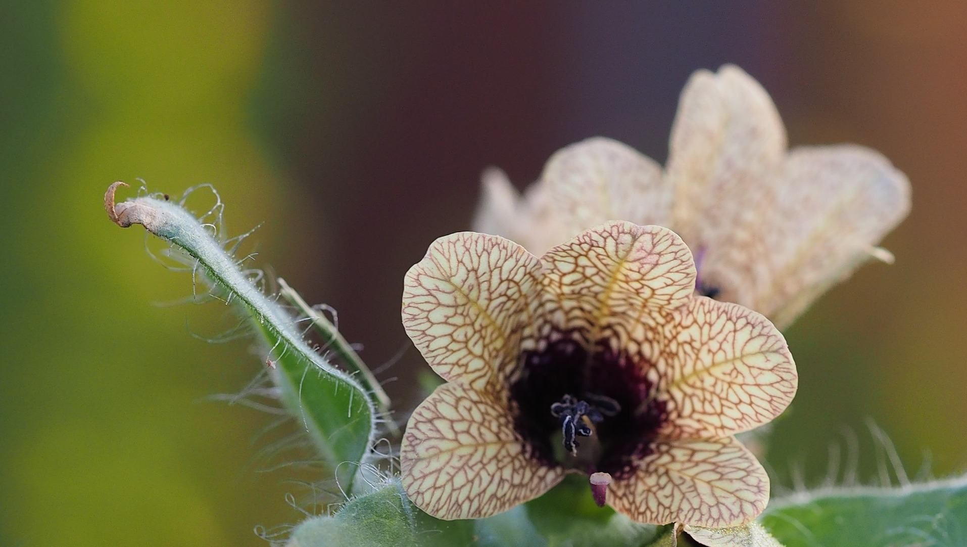 Henbane flower