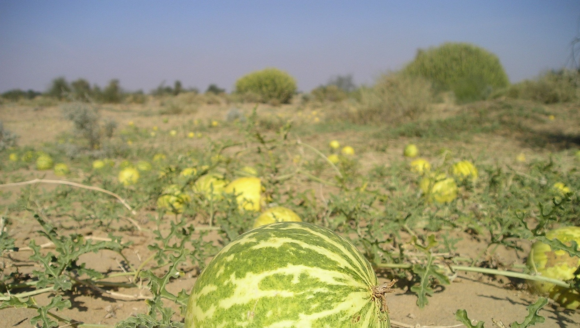 Bitter gourd growing on a vine