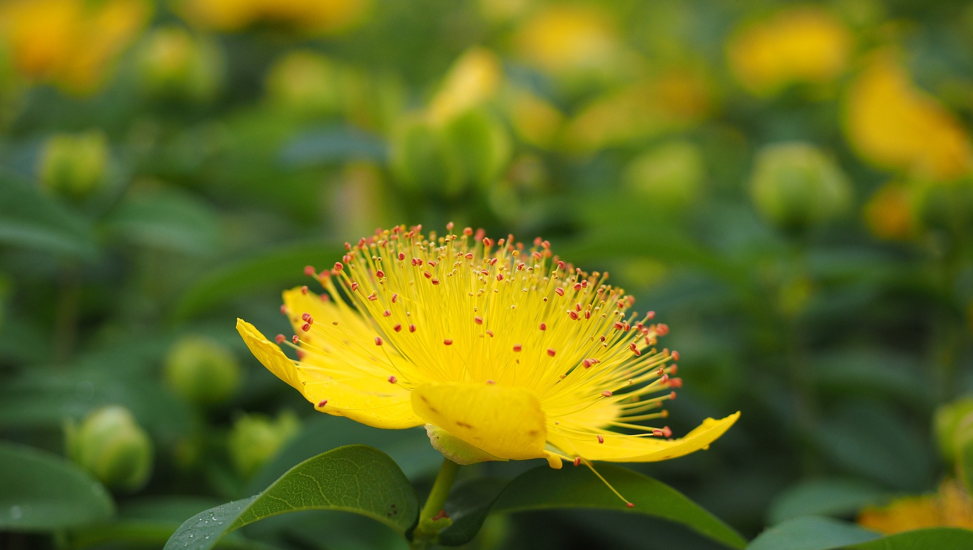 St Johns Wort