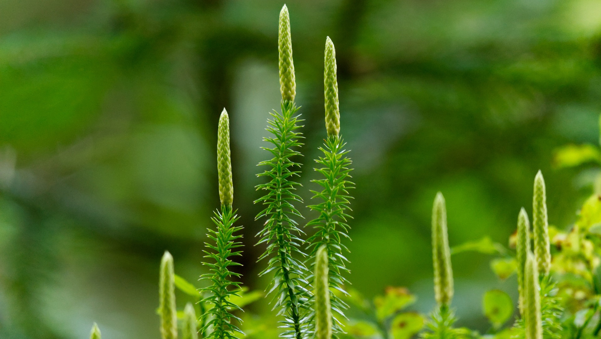 Lycopodium Clavatum