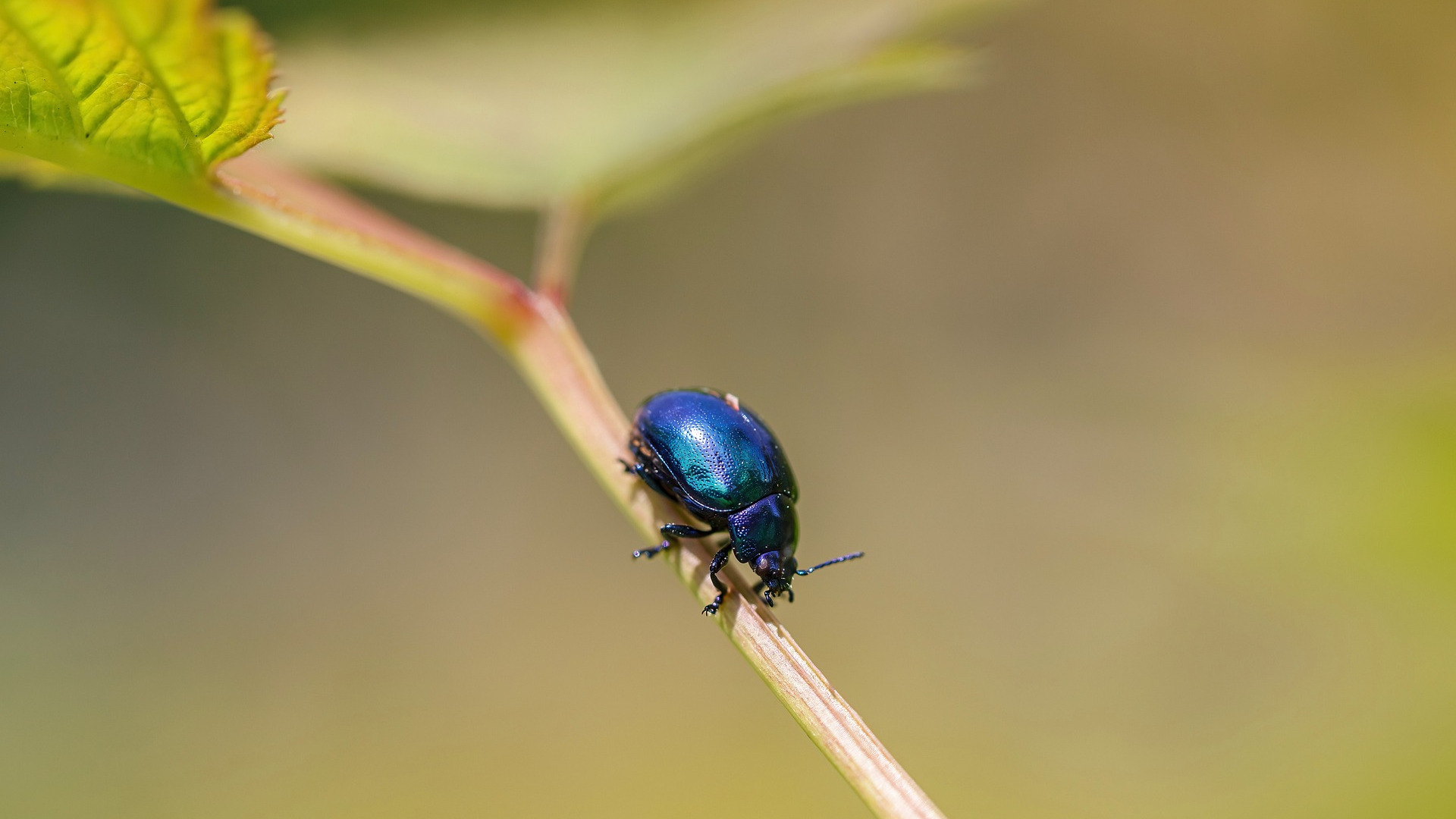 Beetle on a plant