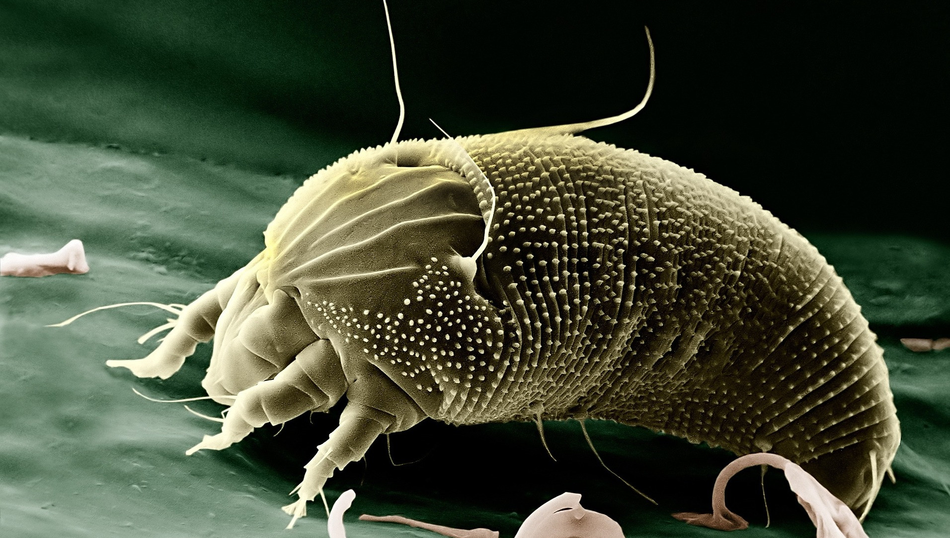 Close up of mite on skin