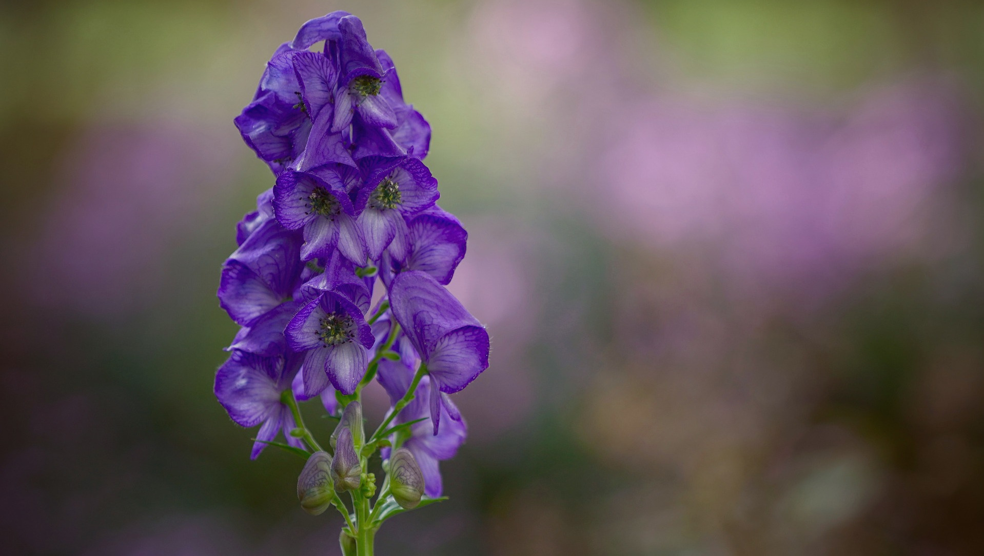 Blue Monkshood Flower