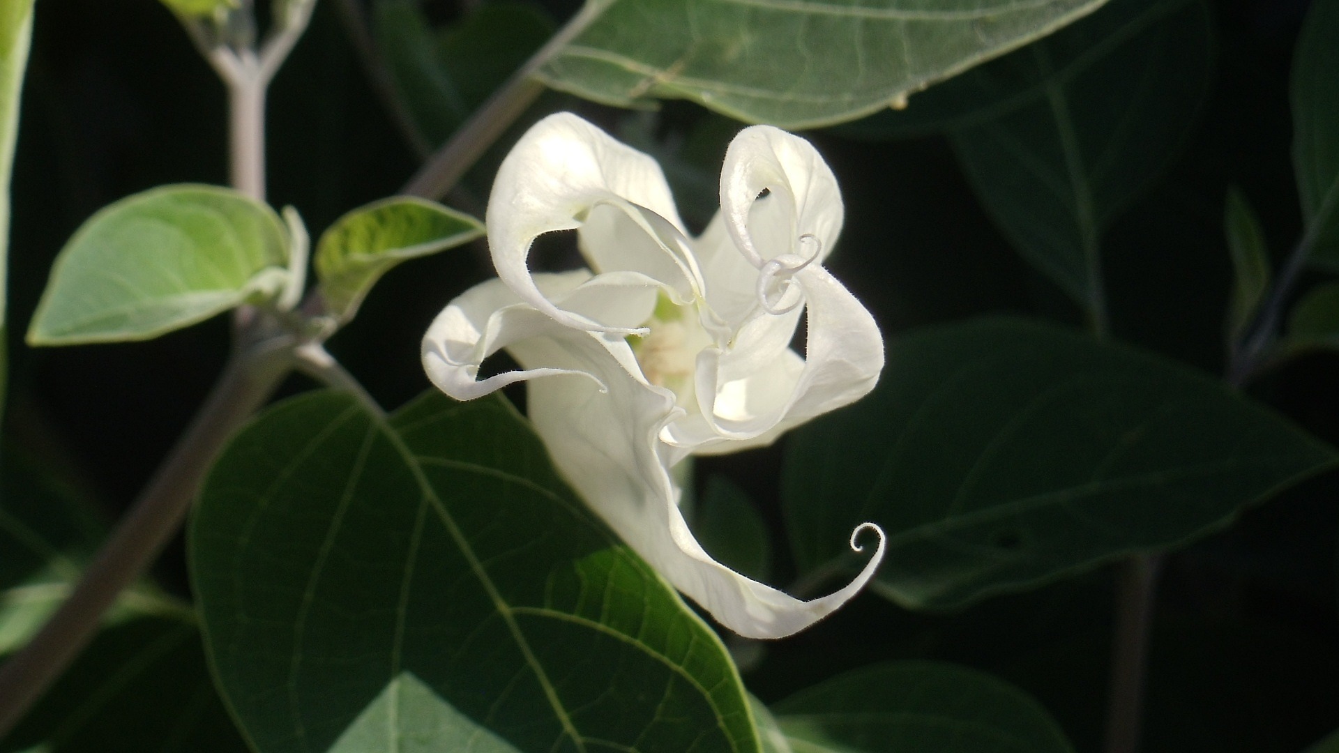 Moonflower blossom