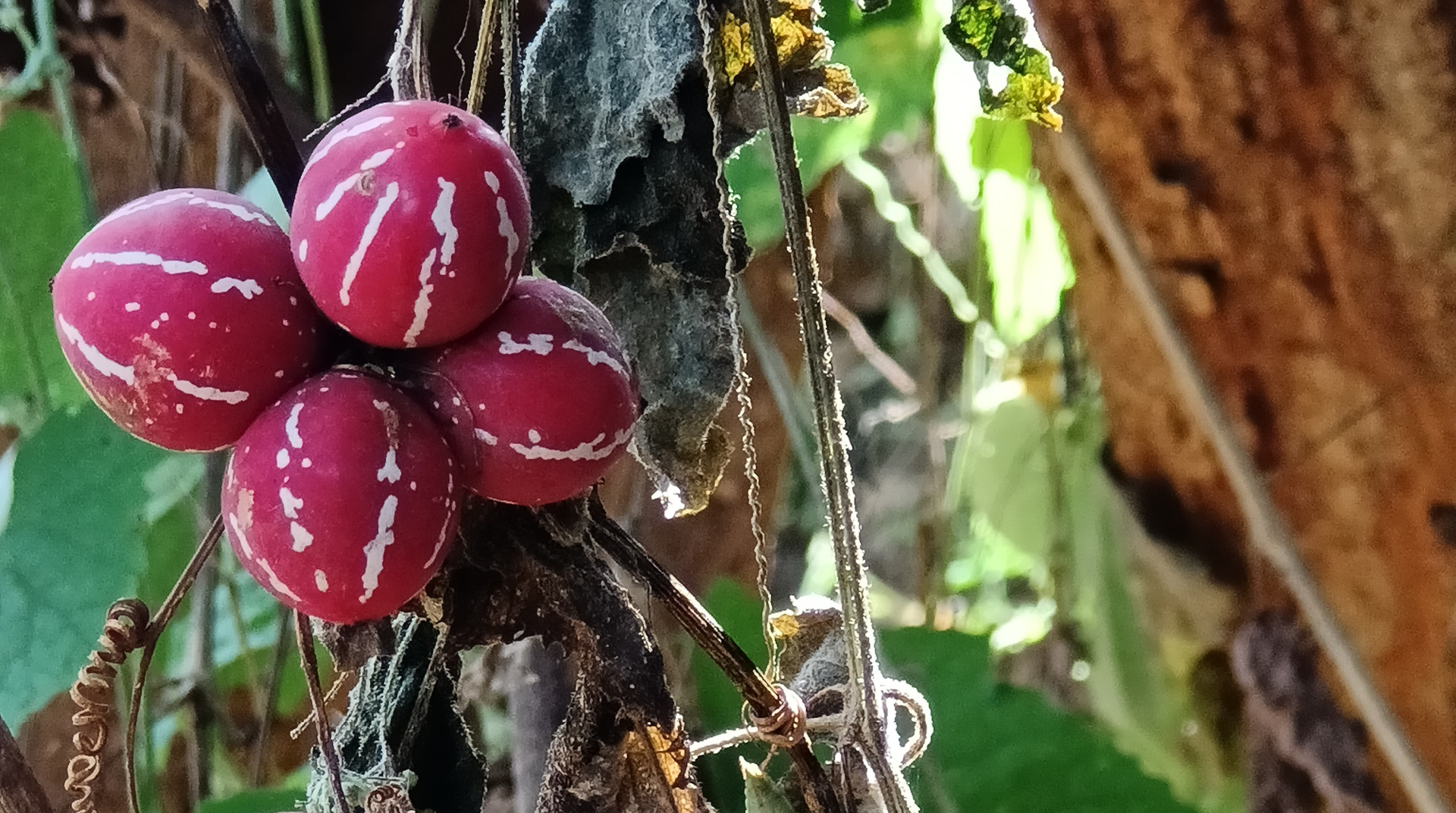 Bryony vine and fruit