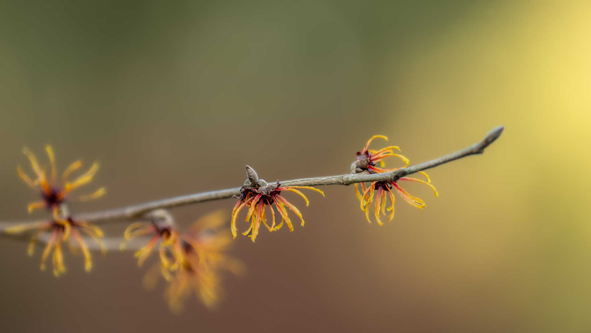 Witch Hazel Branch and Blossom