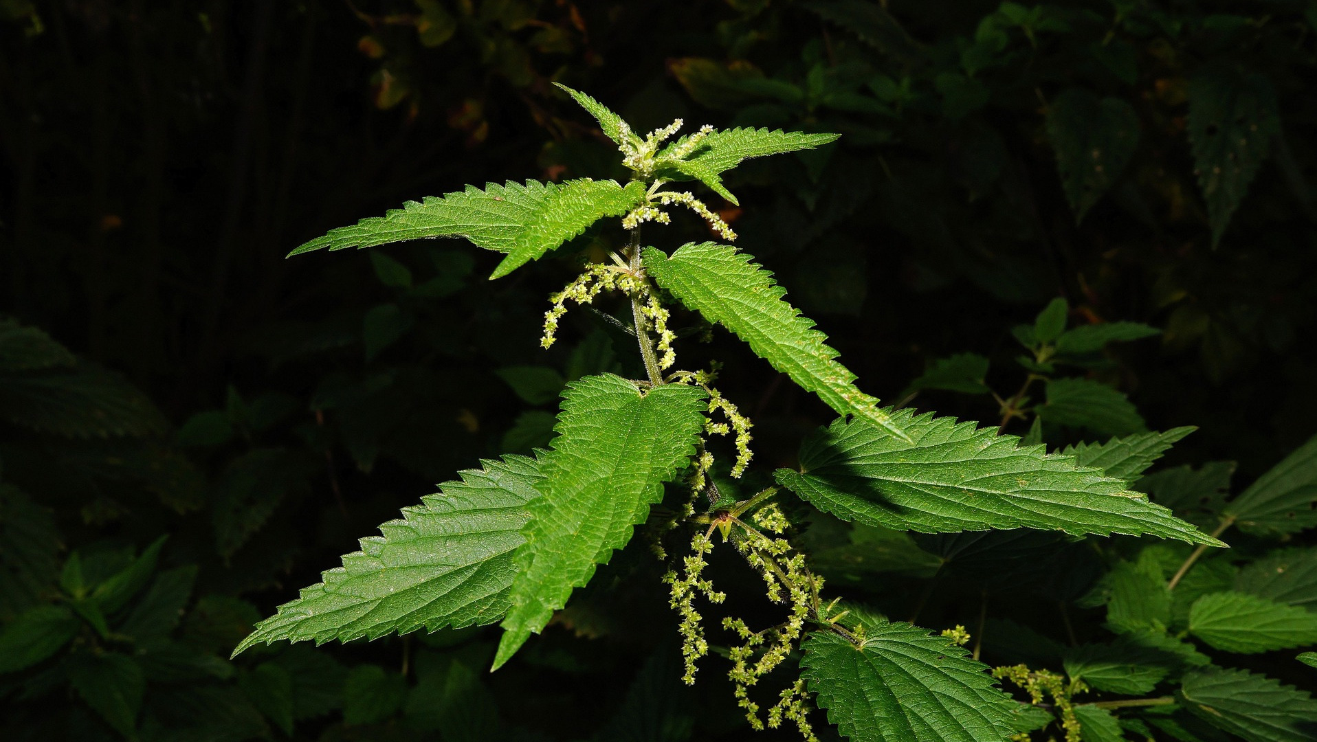 Stinging Nettle Plant