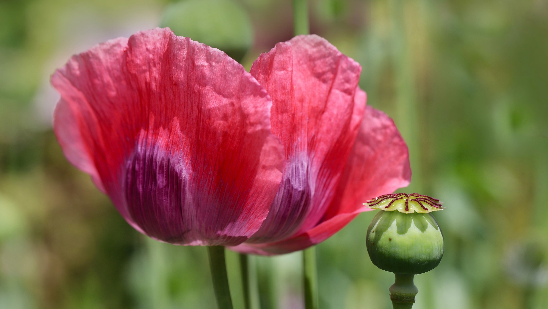 Opium Poppy