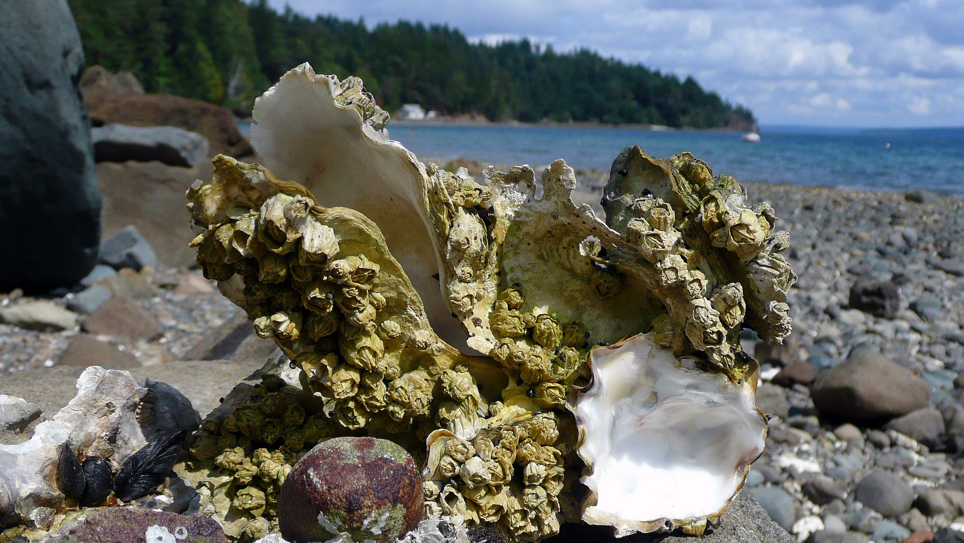 Oyster Shells