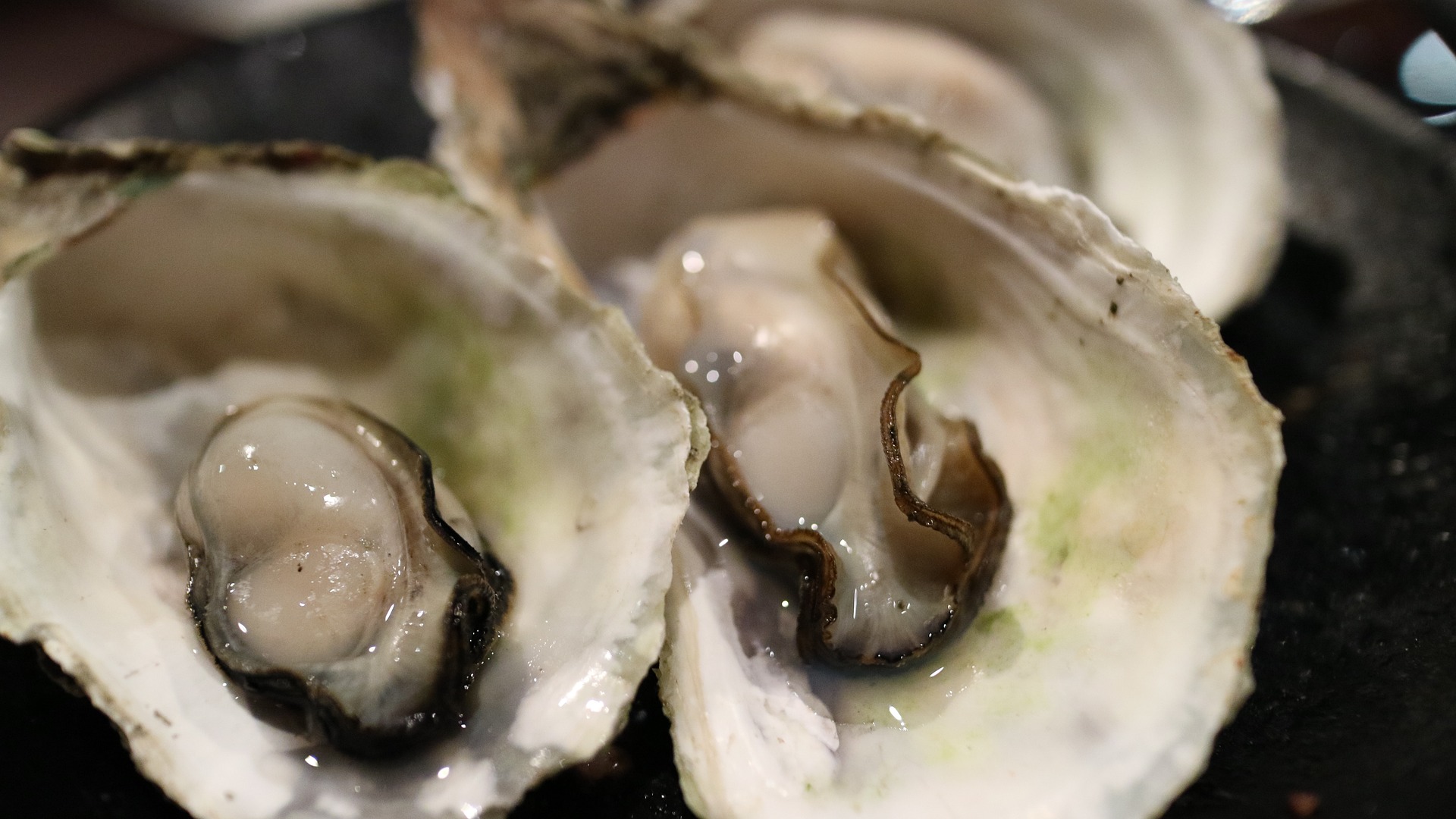 Oysters in the shell