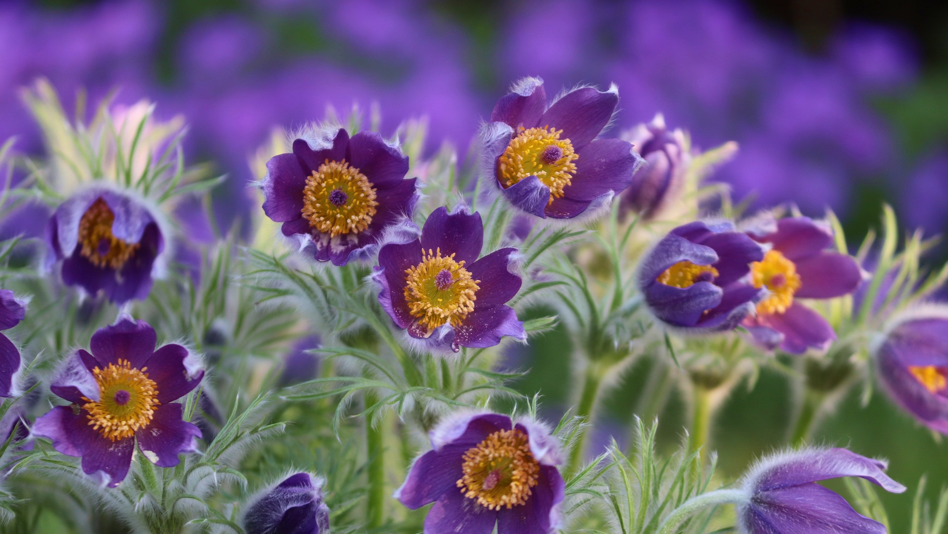 Pasque Flower Blossoms