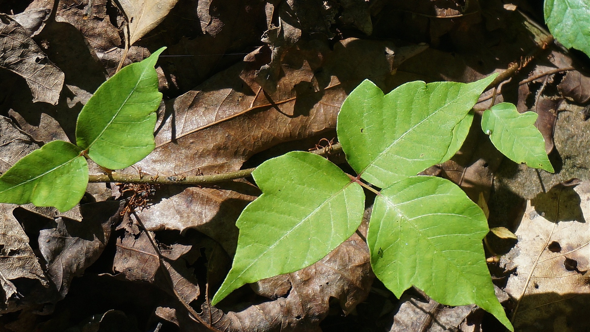 Poison Ivy Leaves