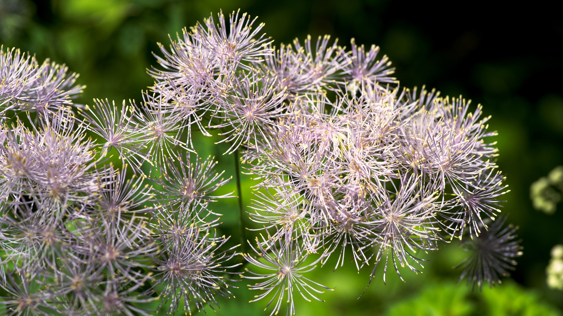 Rue flowers