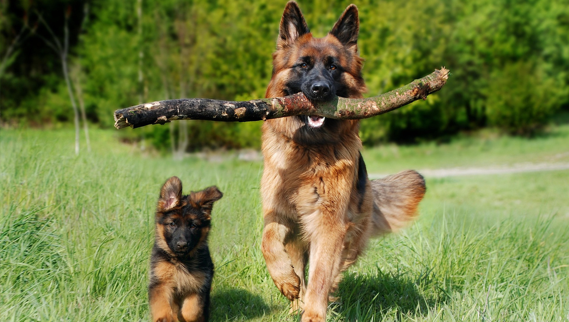 German Shepard Mom and Pup