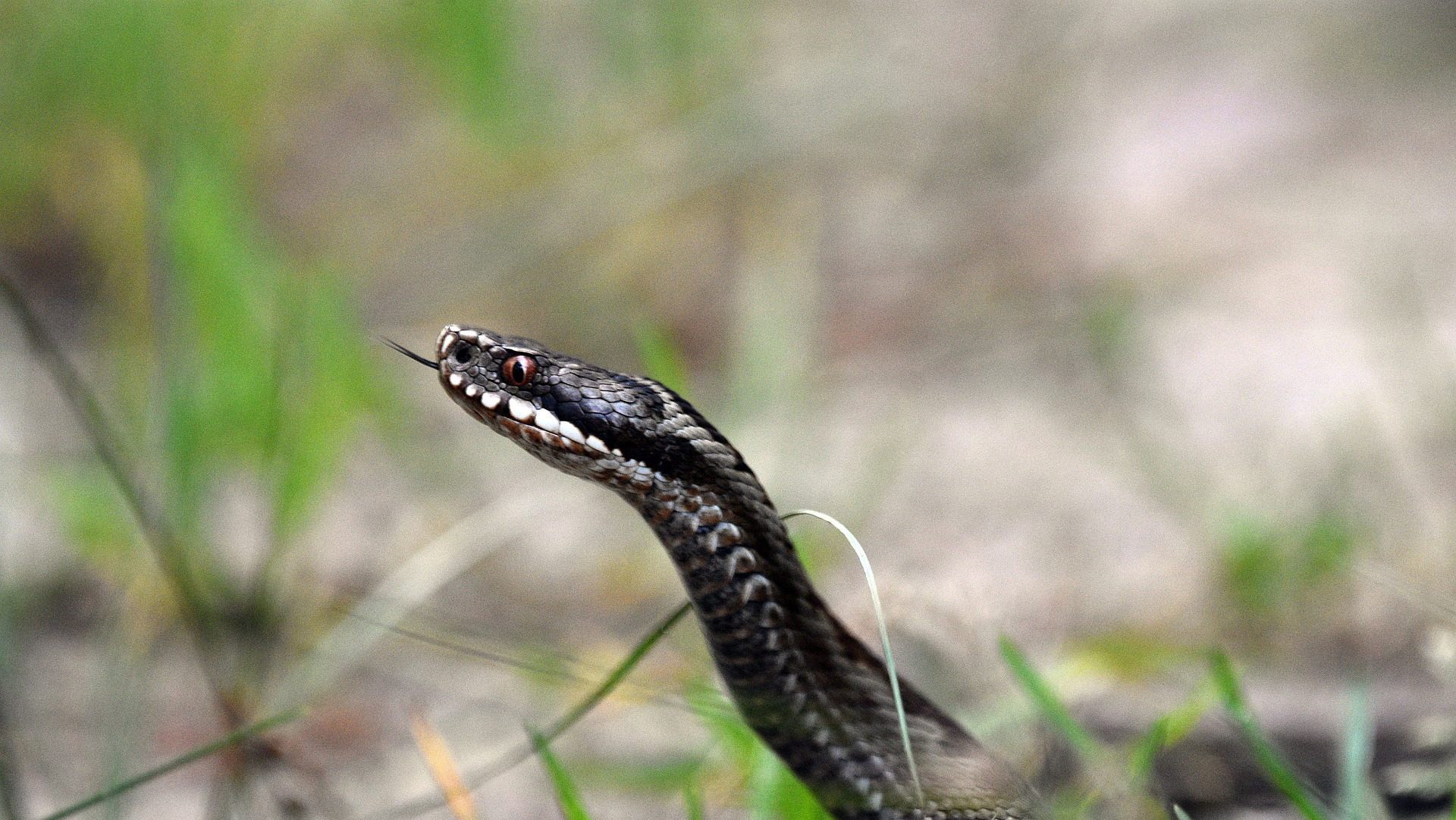 Venomous Pit Viper