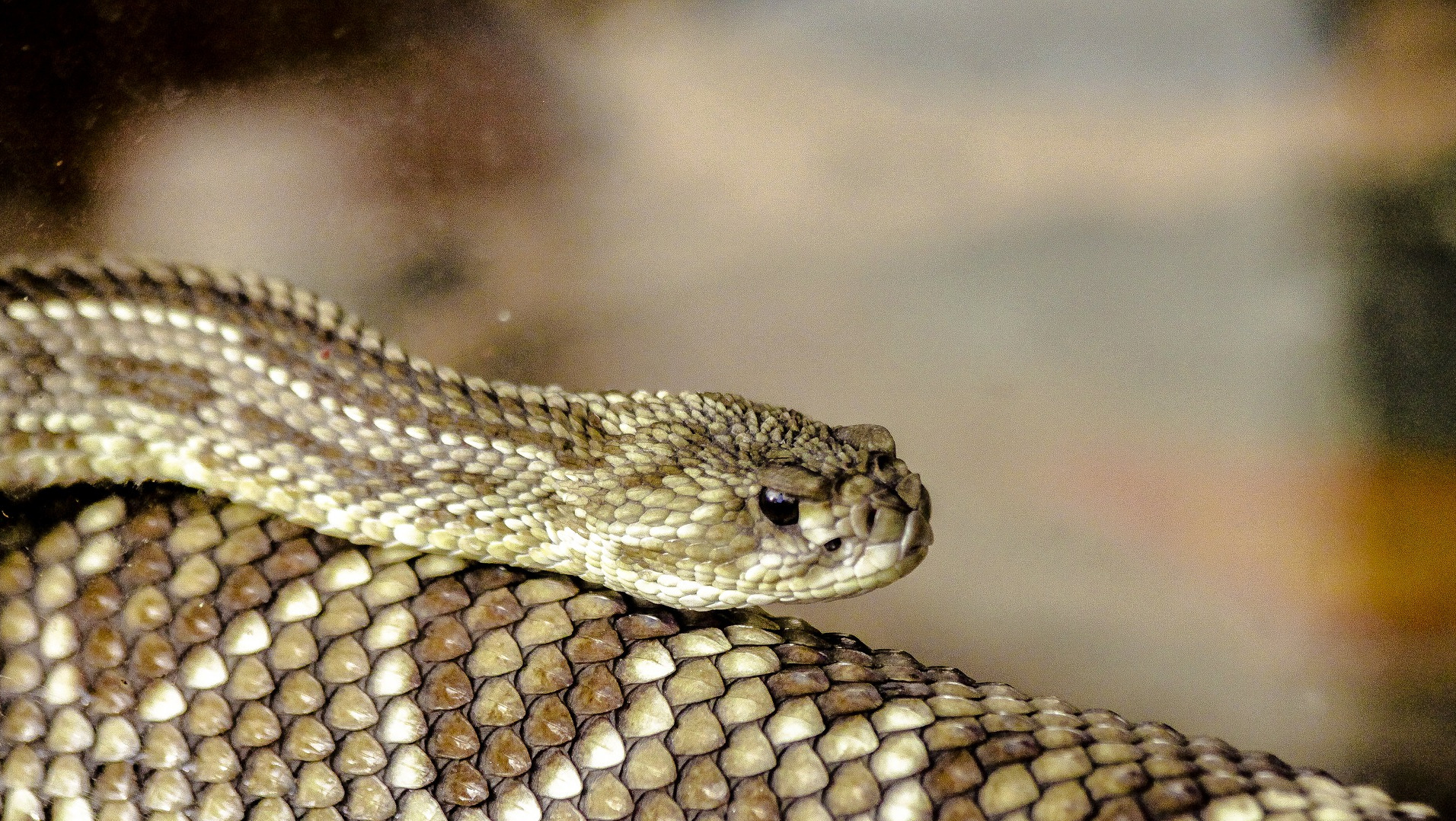 Rattlesnake